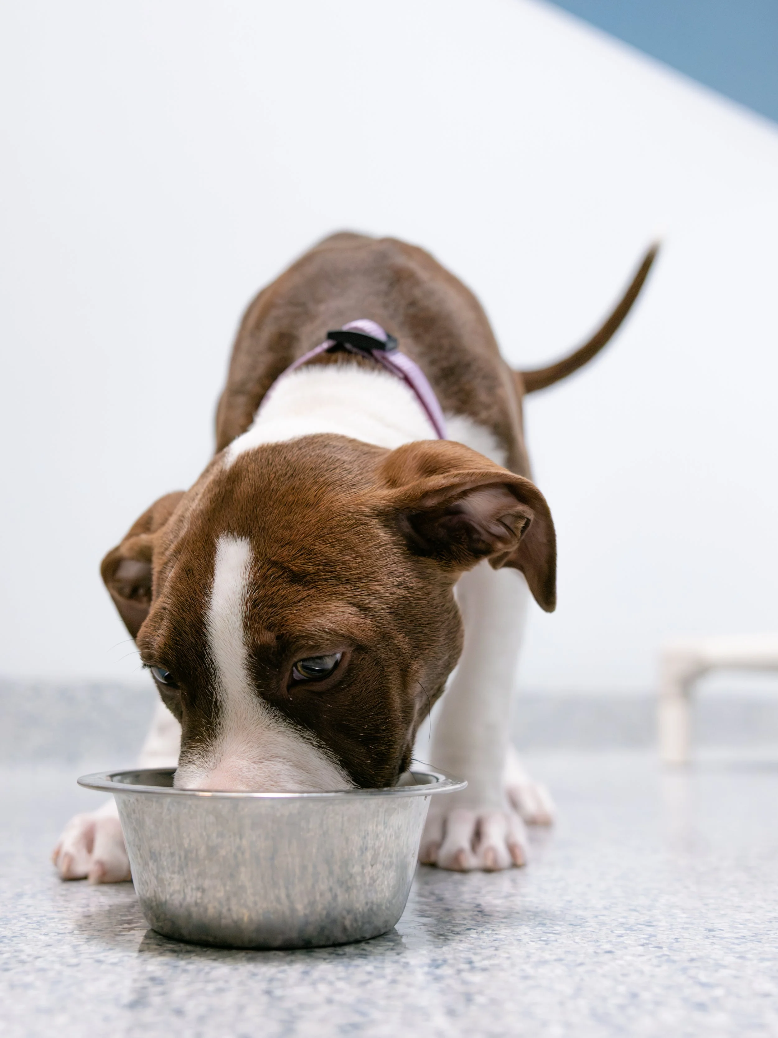 EM_PETFINDER_TAMPA-10.jpg