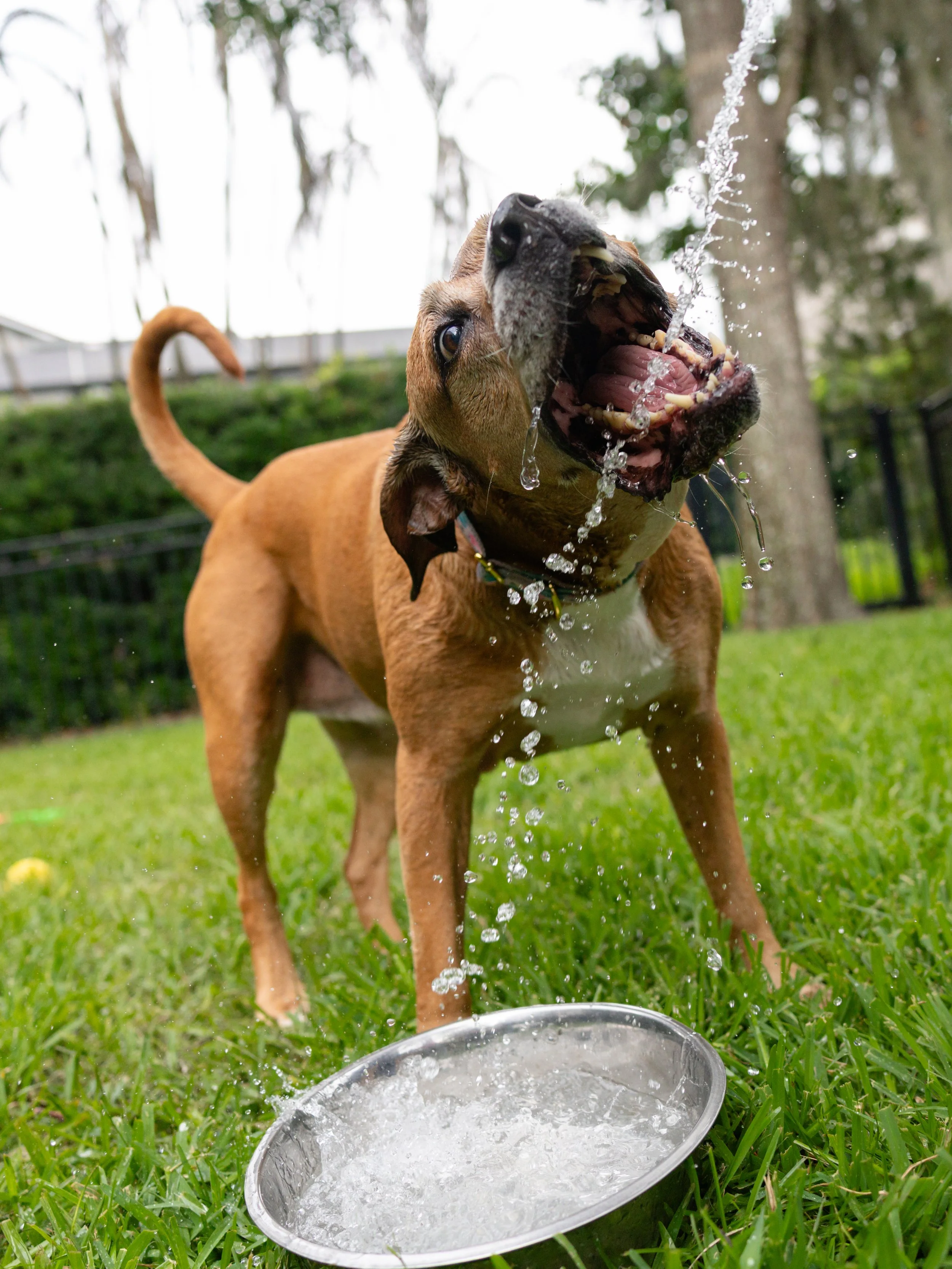 EM_PETFINDER_TAMPA-224.jpg