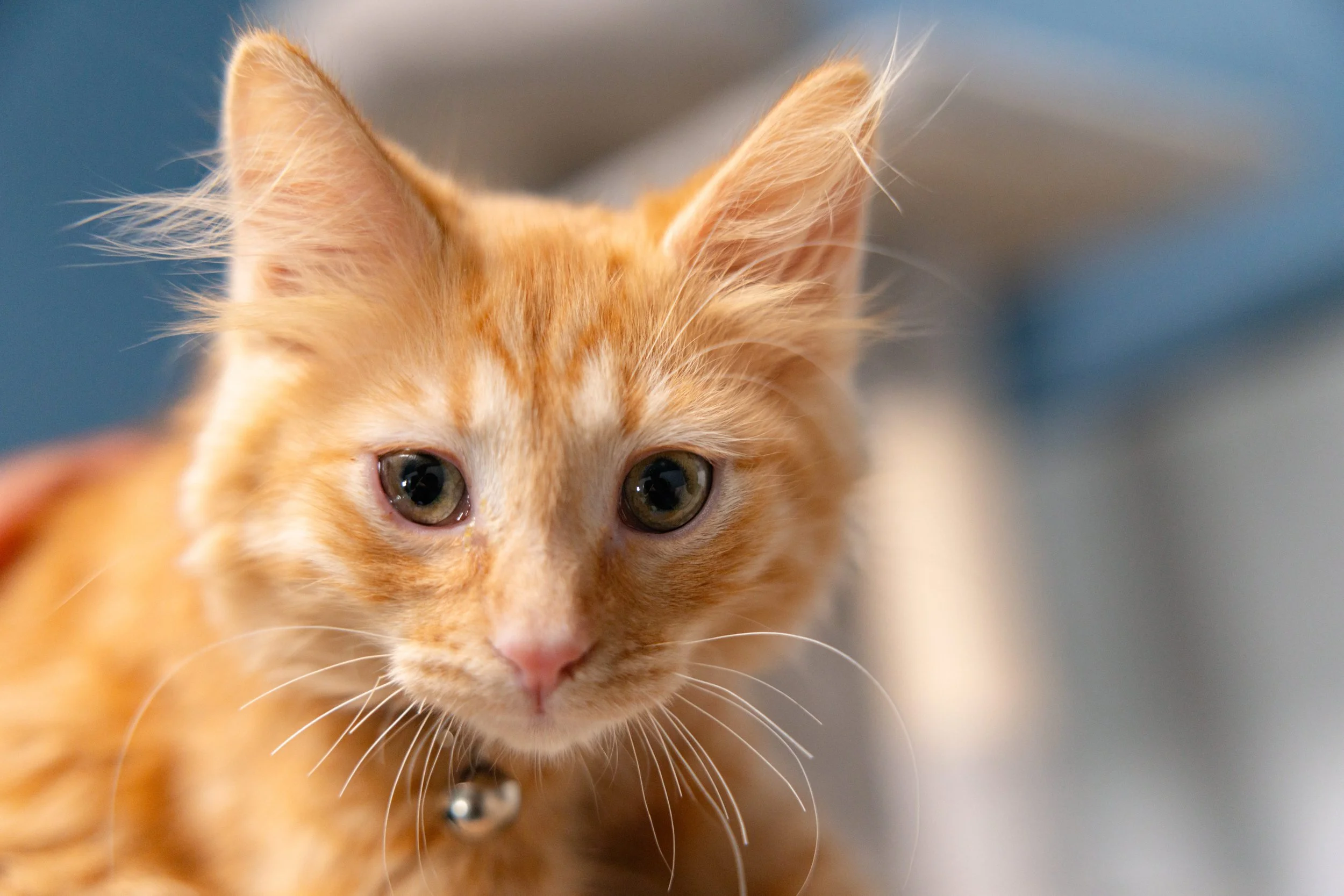EM_PETFINDER_TAMPA-112.jpg