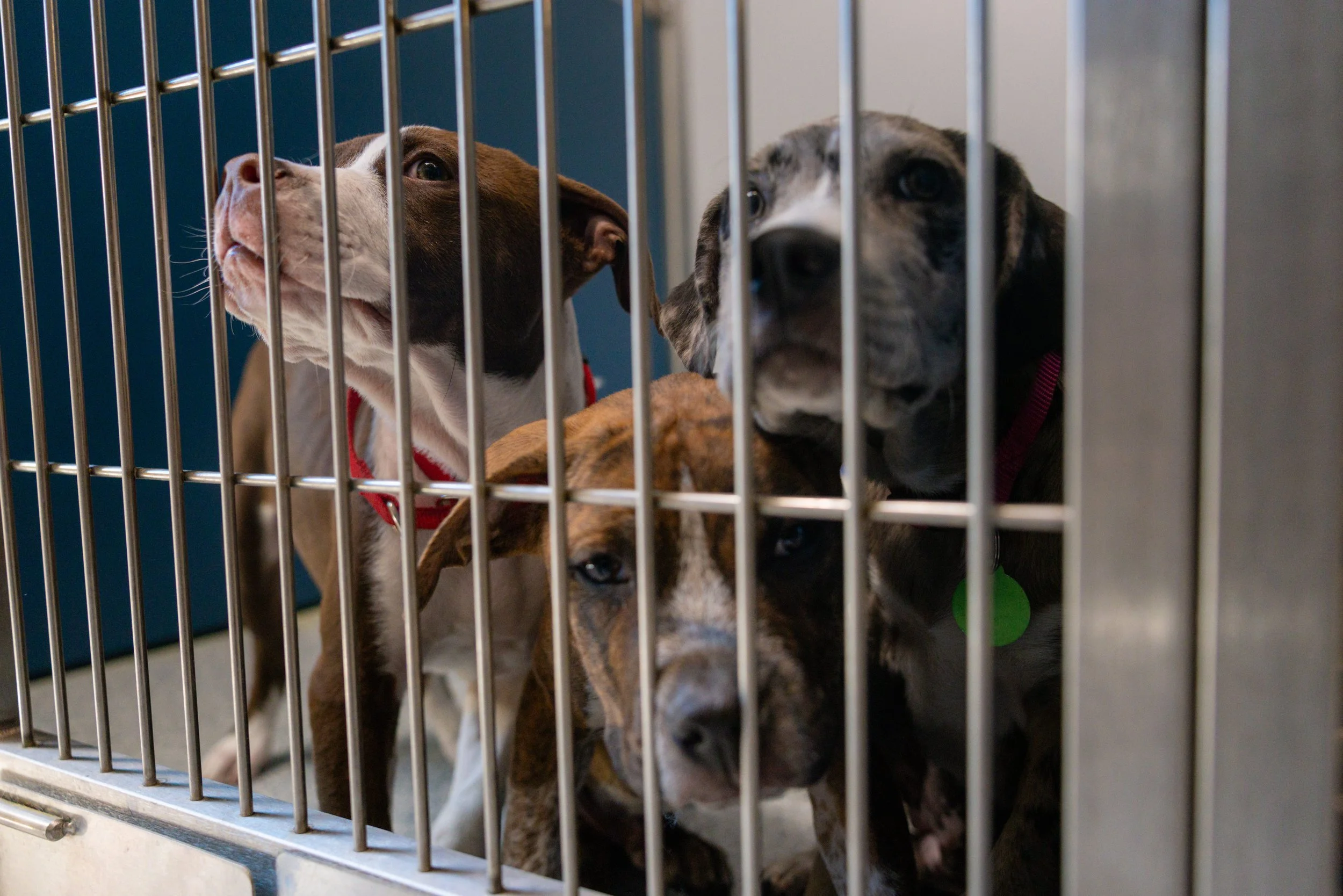 EM_PETFINDER_TAMPA-136.jpg