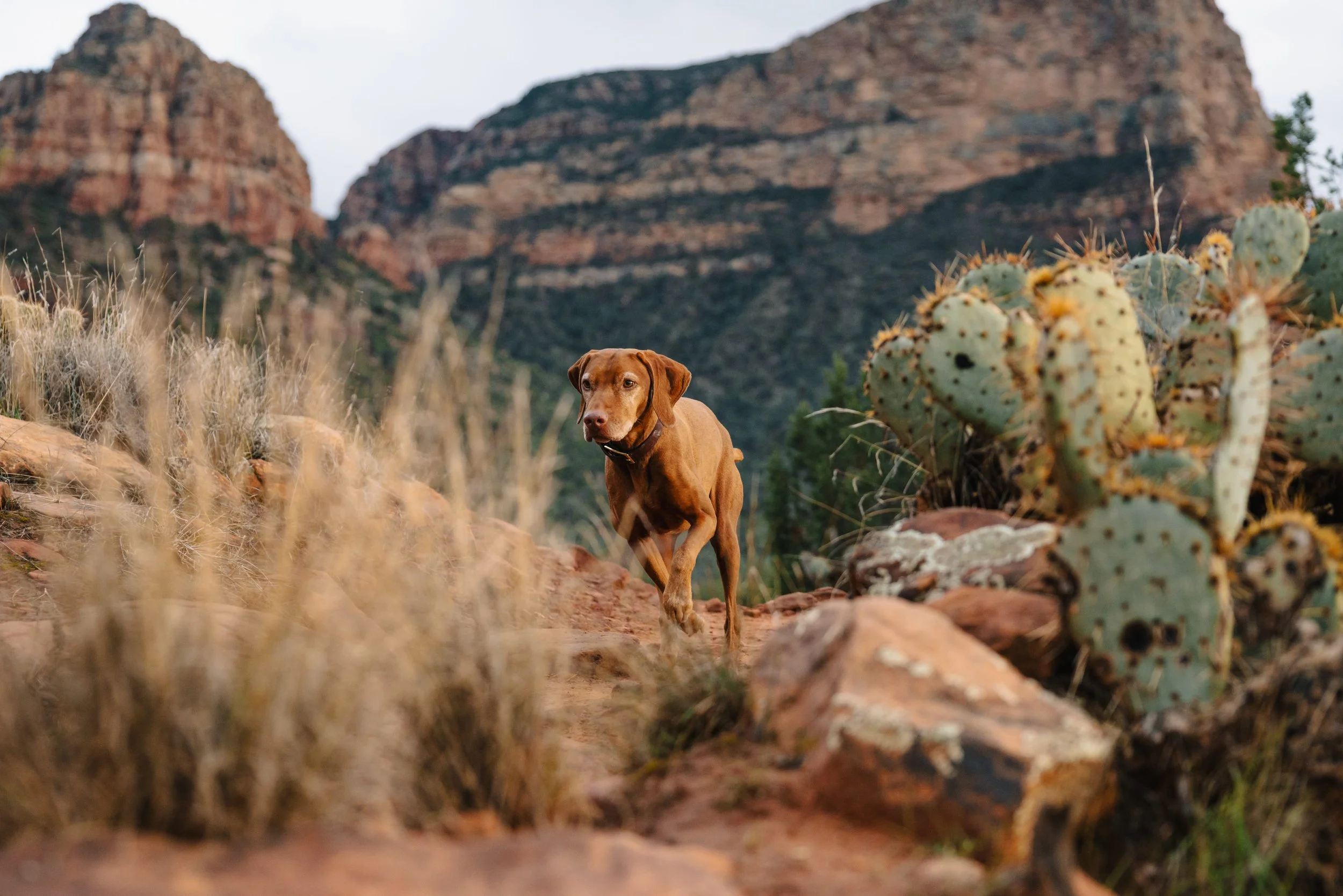 EM_SEDONA_EXPORT-50.jpg