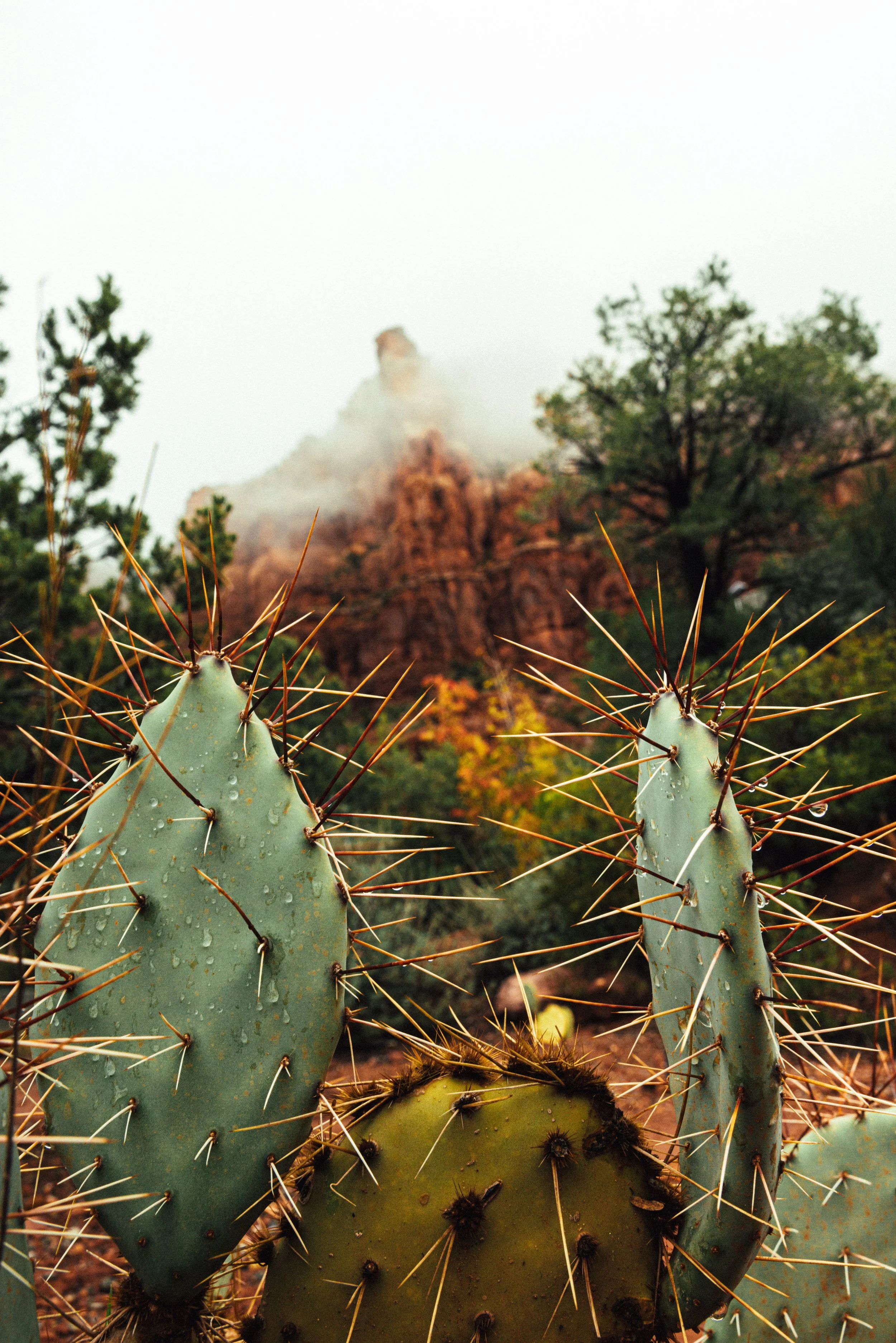 EM_SEDONA_EXPORT-162.jpg