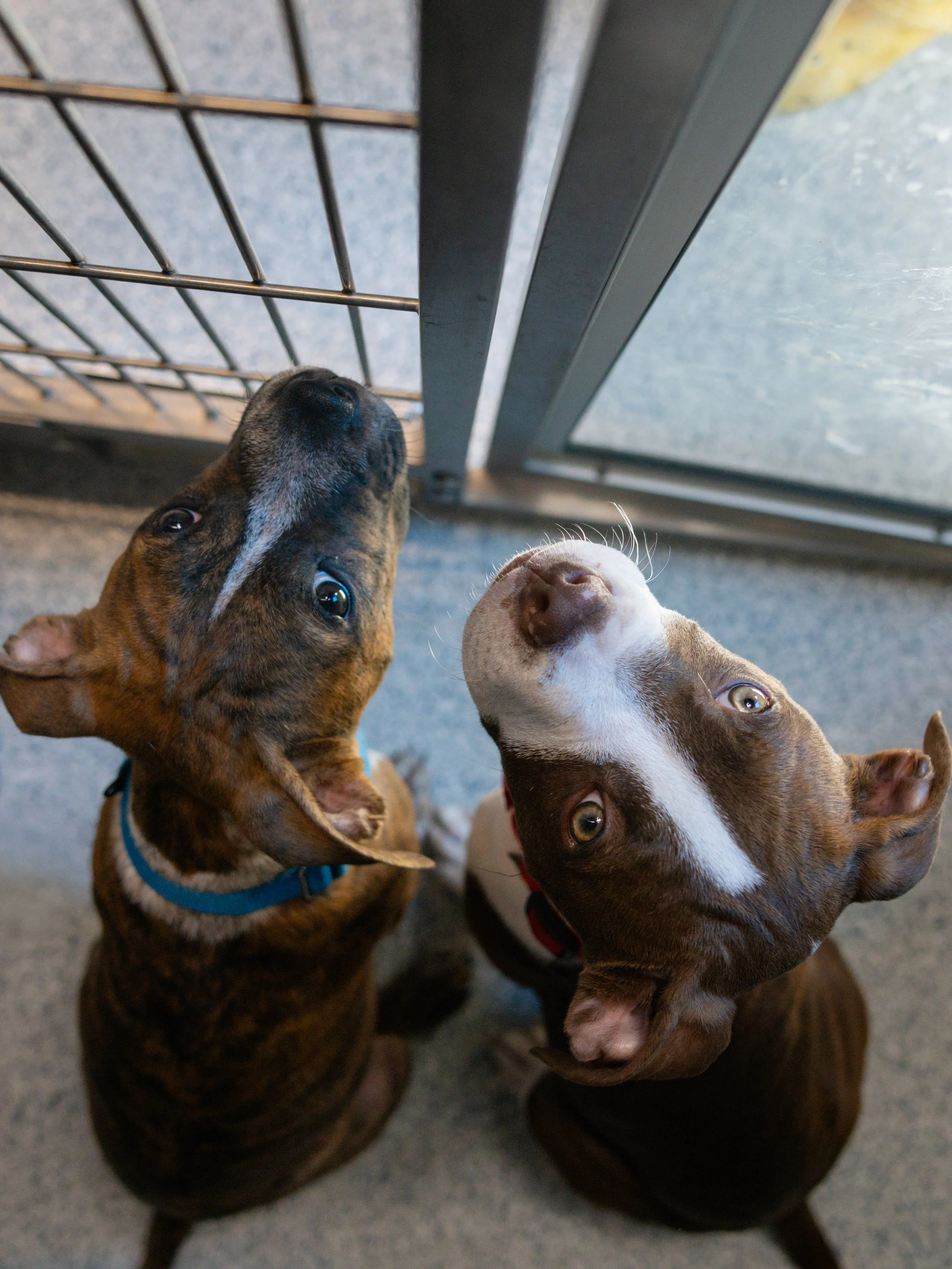 EM_PETFINDER_TAMPA-135.jpg