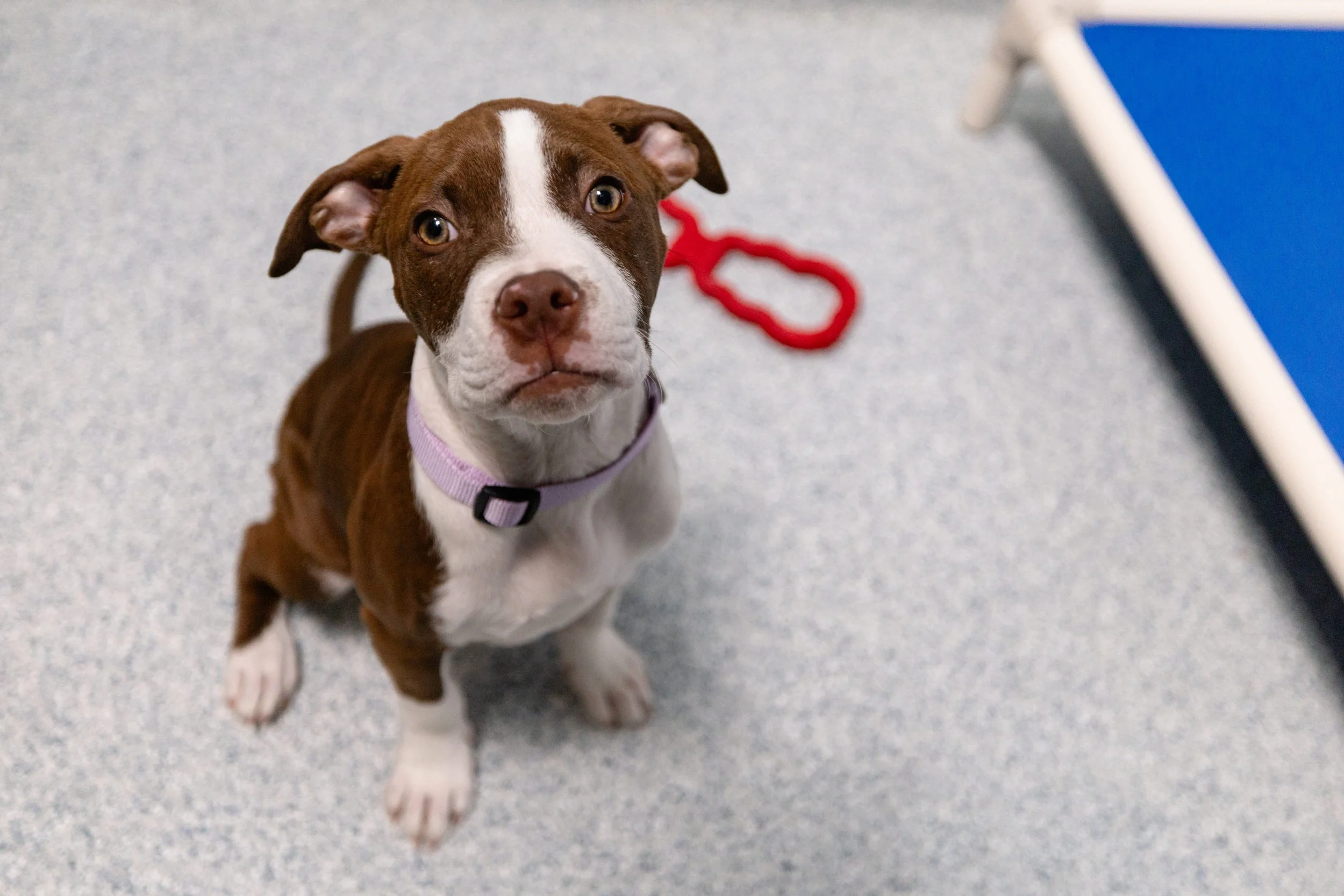 EM_PETFINDER_TAMPA-31.jpg