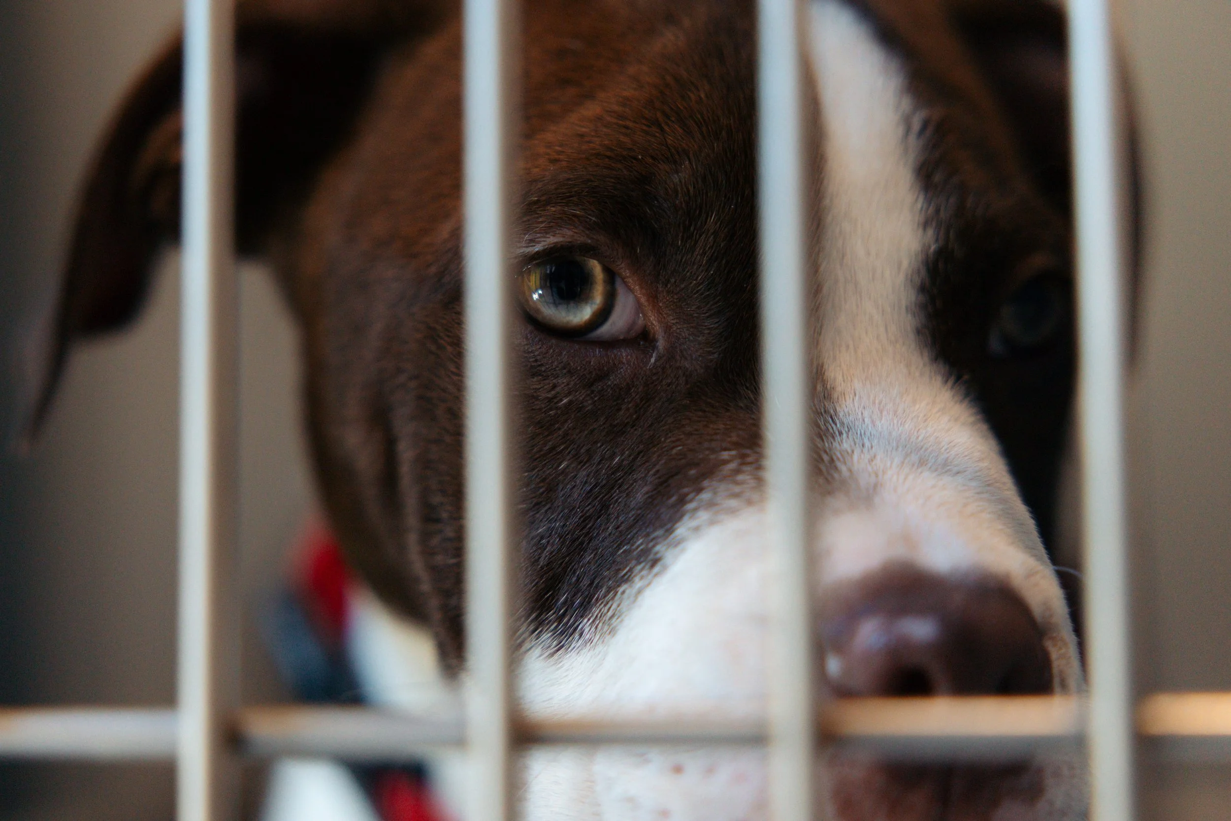 EM_PETFINDER_TAMPA-121.jpg