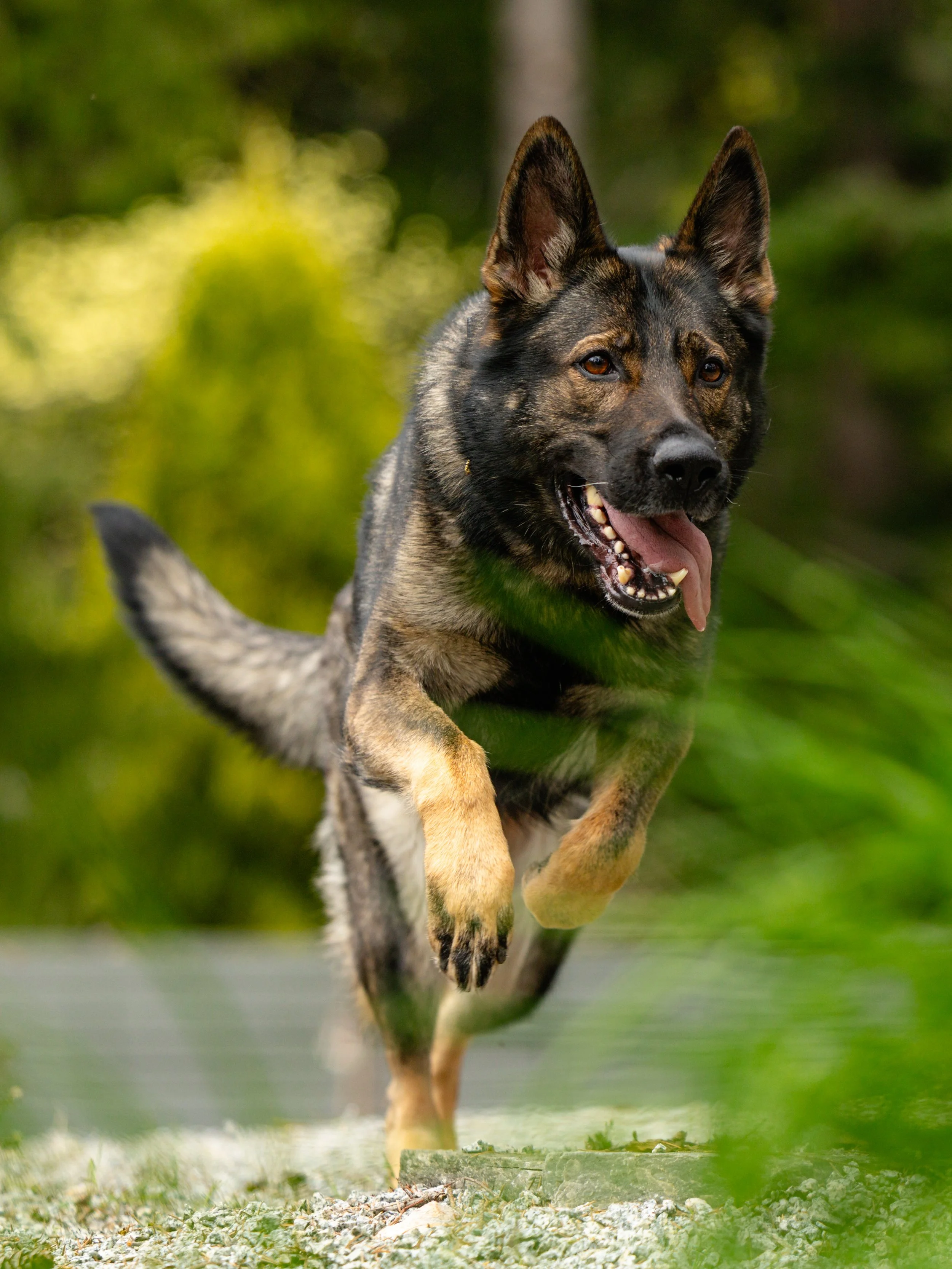 EM_PURINA_VANCOUVER-53.jpg