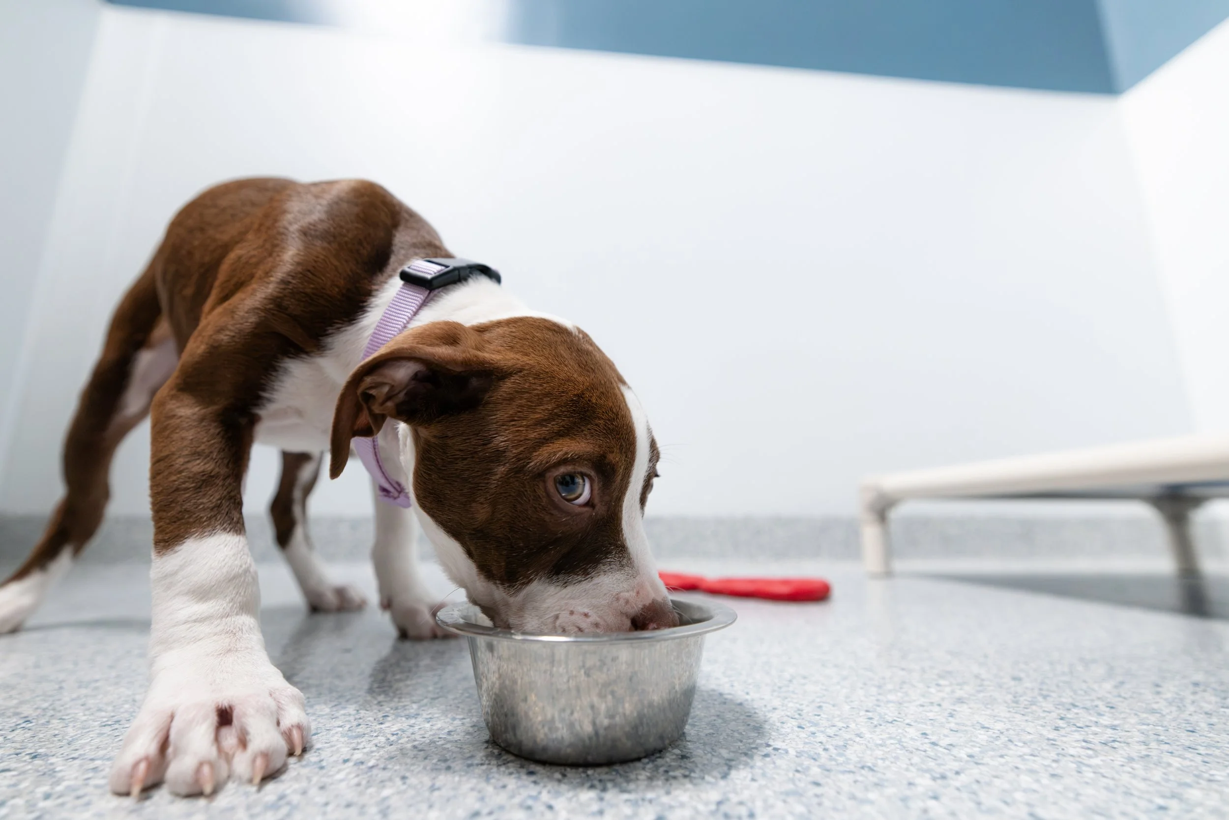 EM_PETFINDER_TAMPA-29.jpg