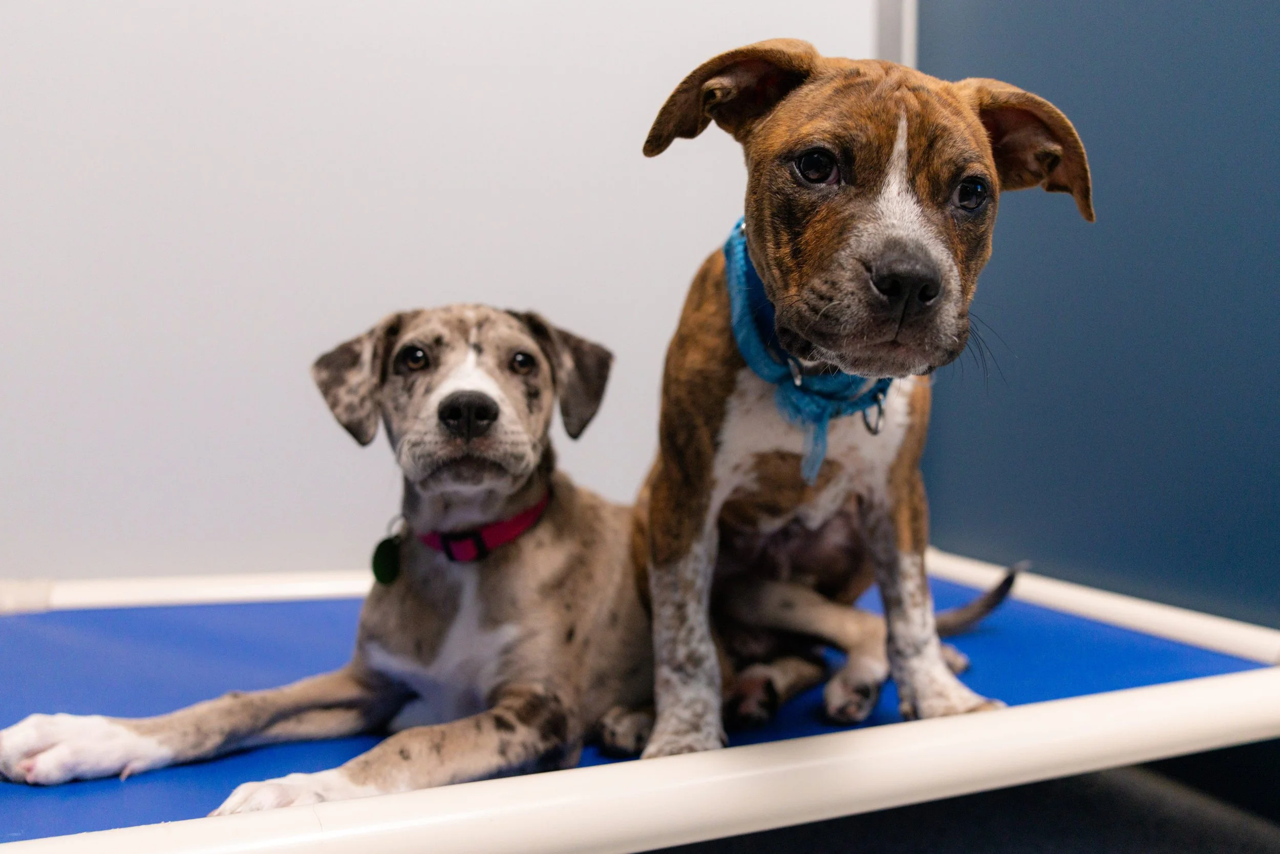 EM_PETFINDER_TAMPA-129.jpg