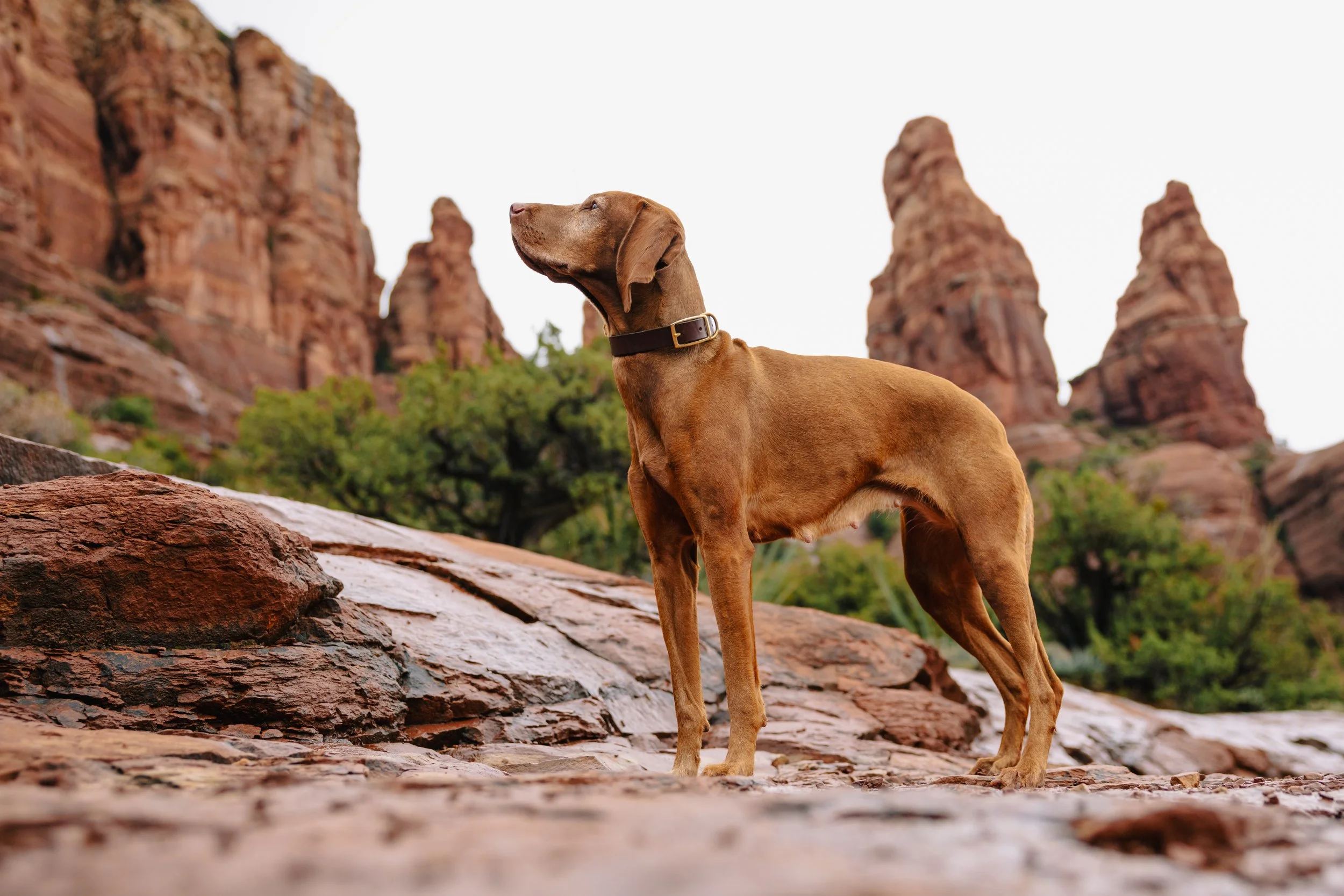 EM_SEDONA_EXPORT-183.jpg
