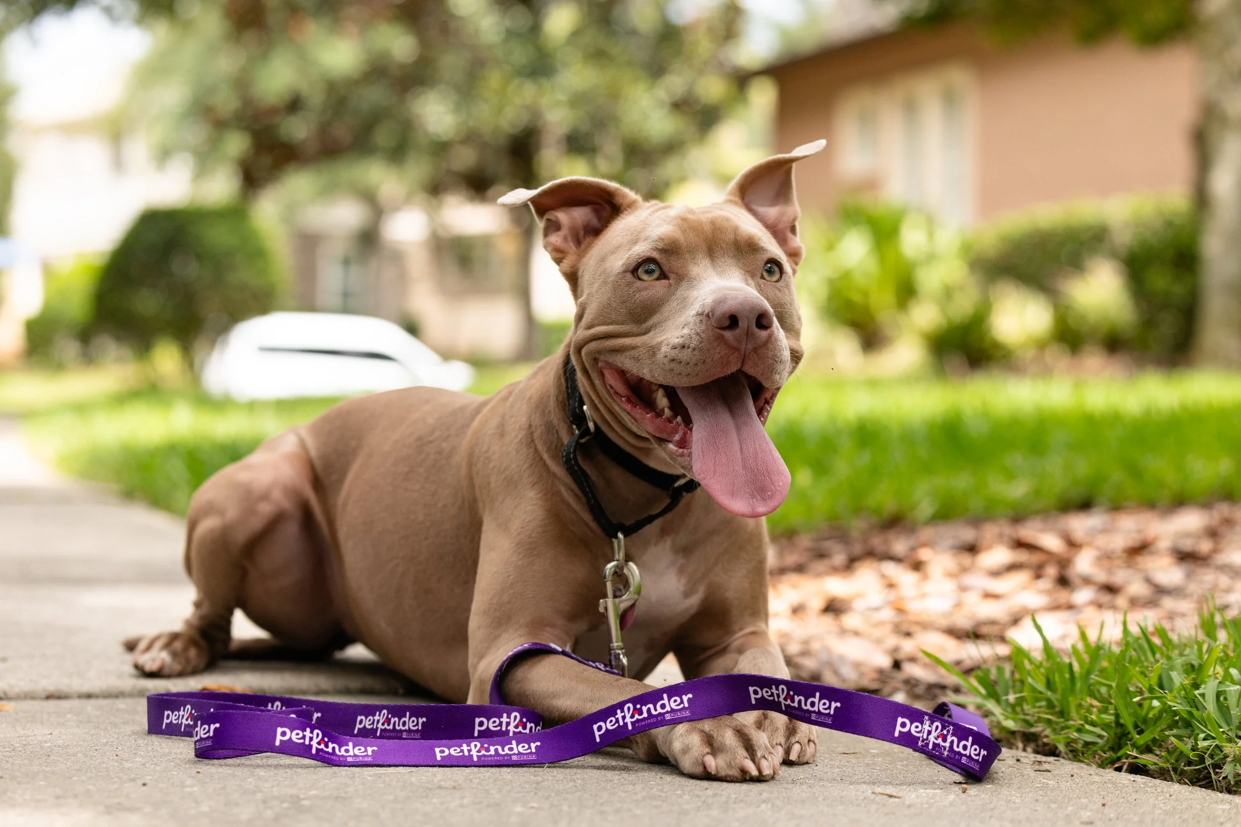 EM_PETFINDER_TAMPA-194.jpg