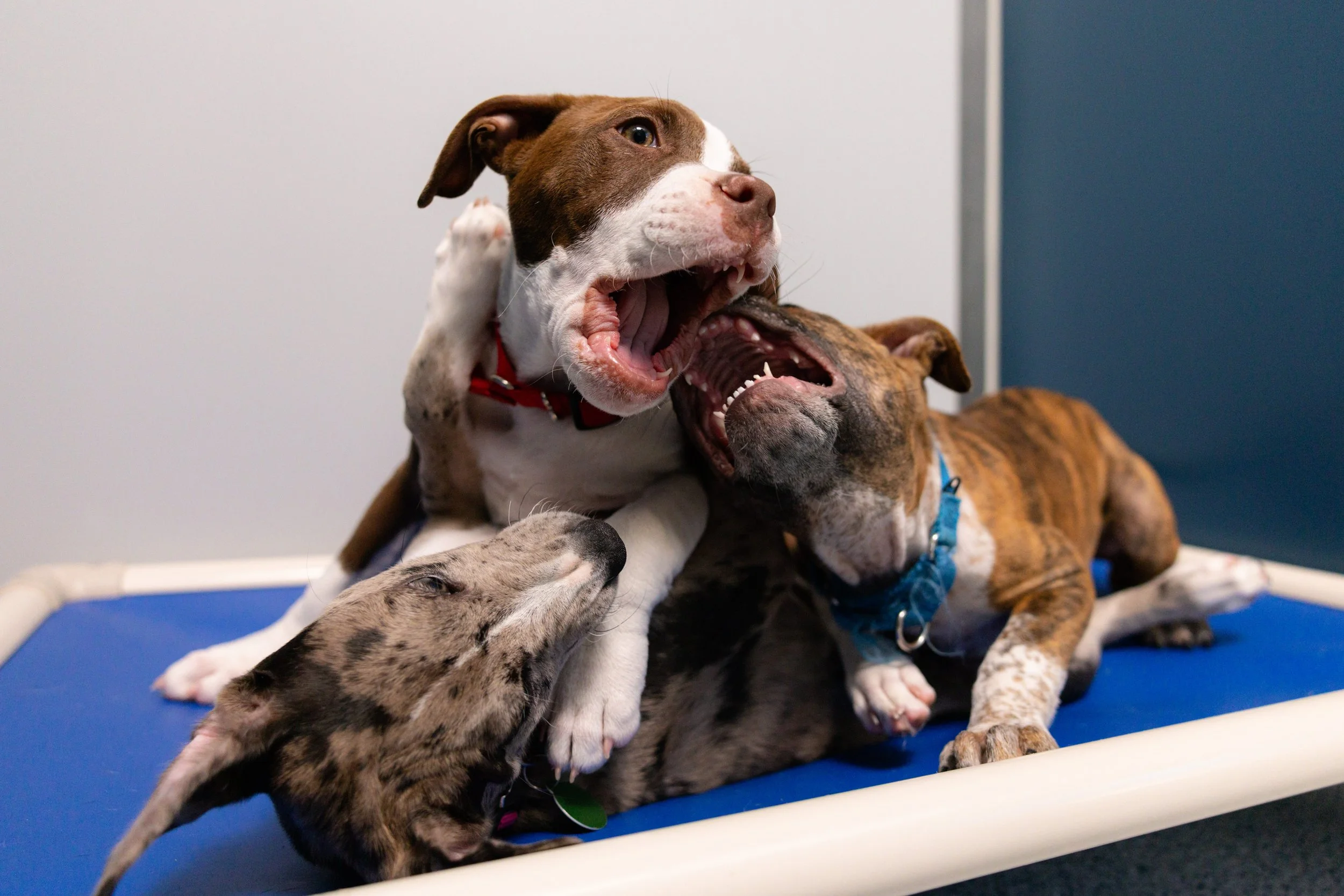 EM_PETFINDER_TAMPA-128.jpg