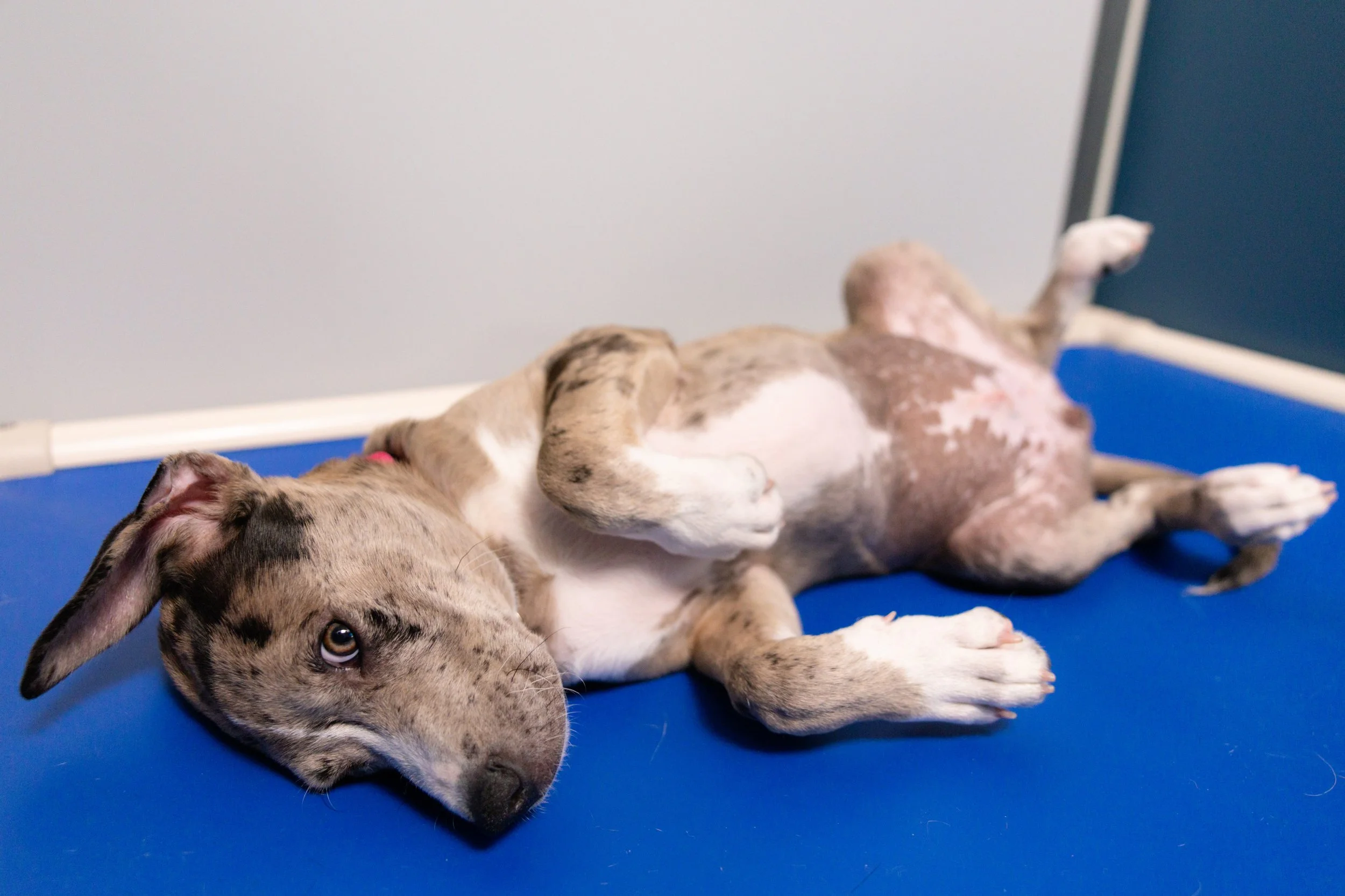 EM_PETFINDER_TAMPA-125.jpg