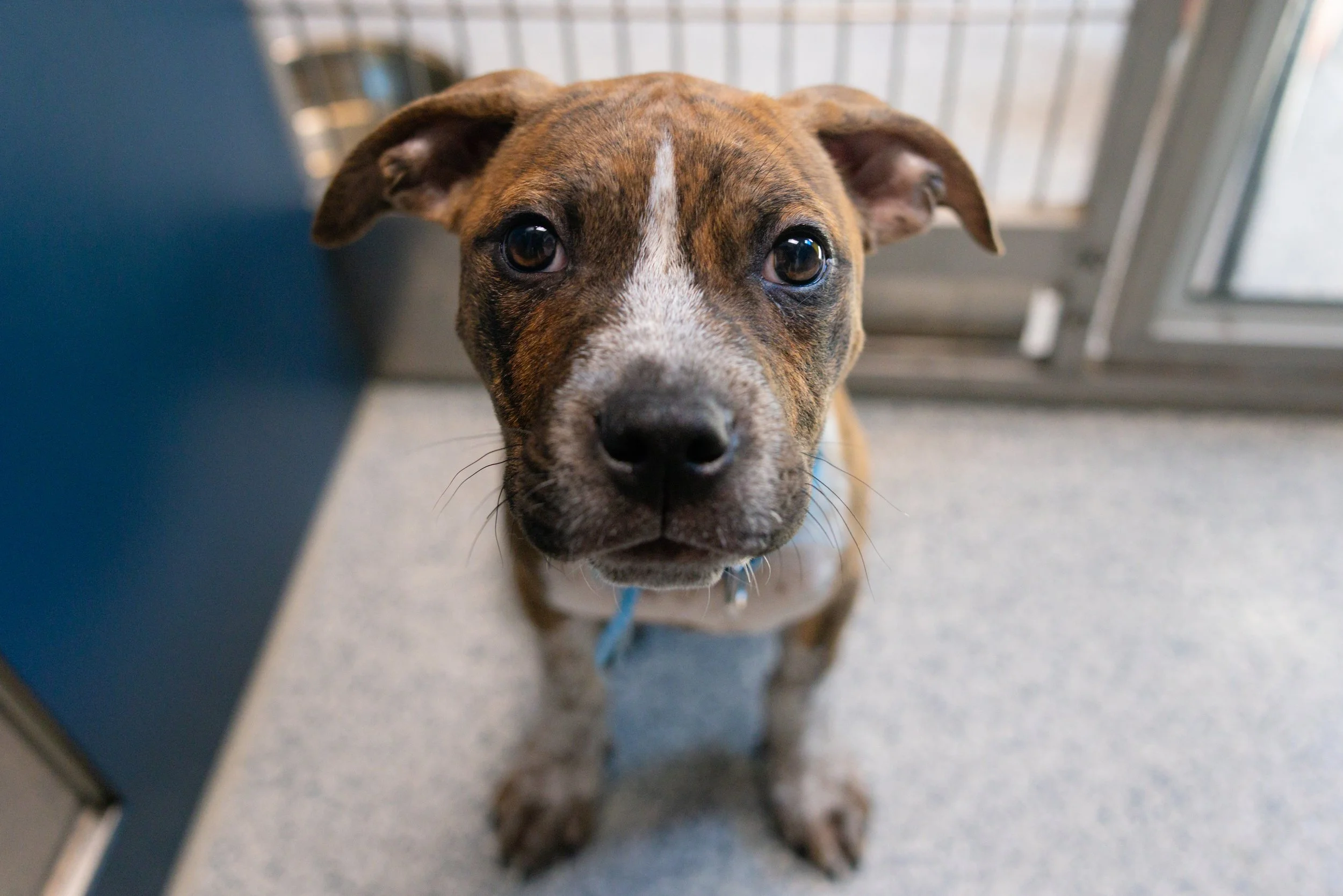EM_PETFINDER_TAMPA-130.jpg