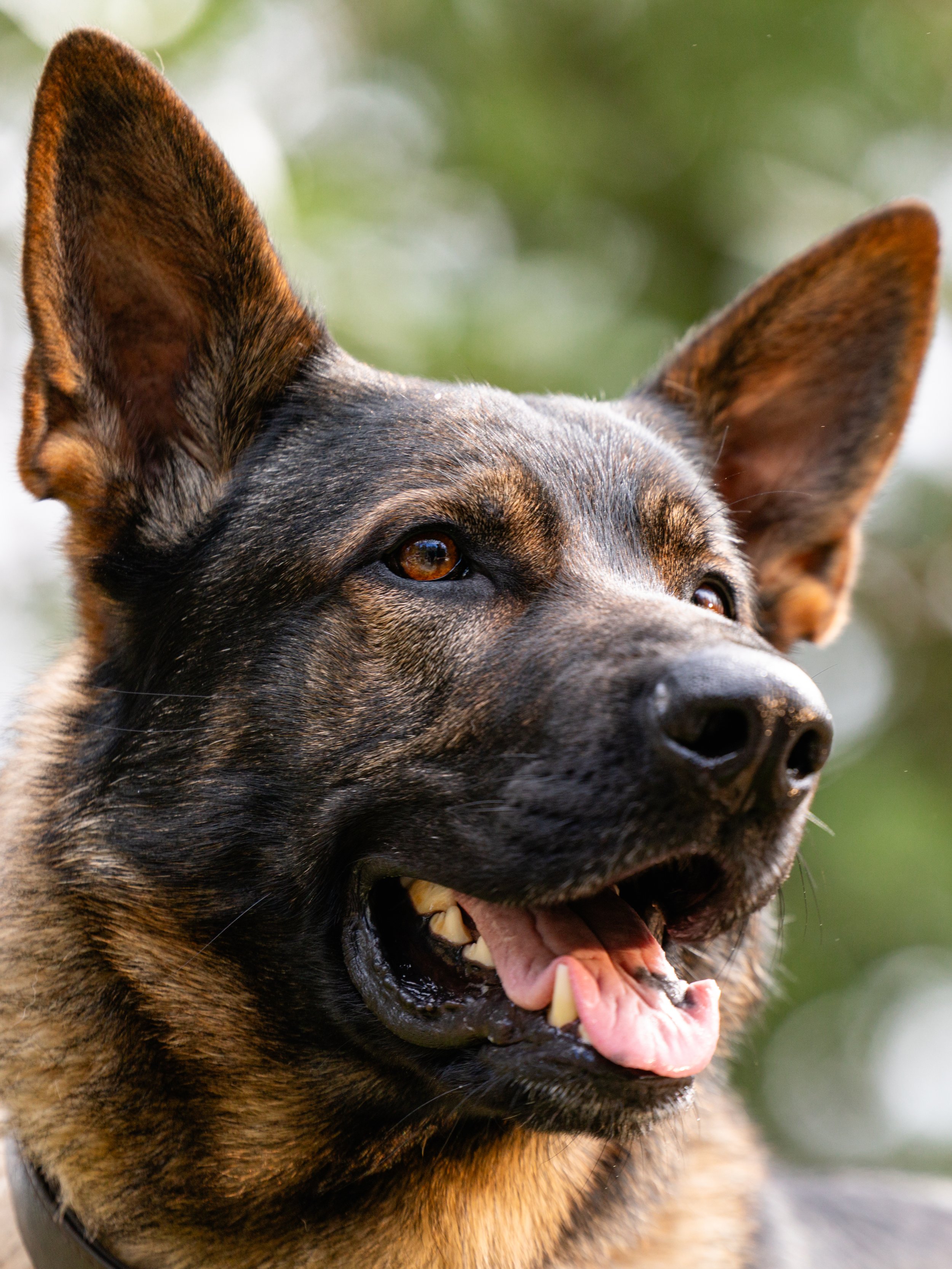 EM_PURINA_VANCOUVER-28.jpg