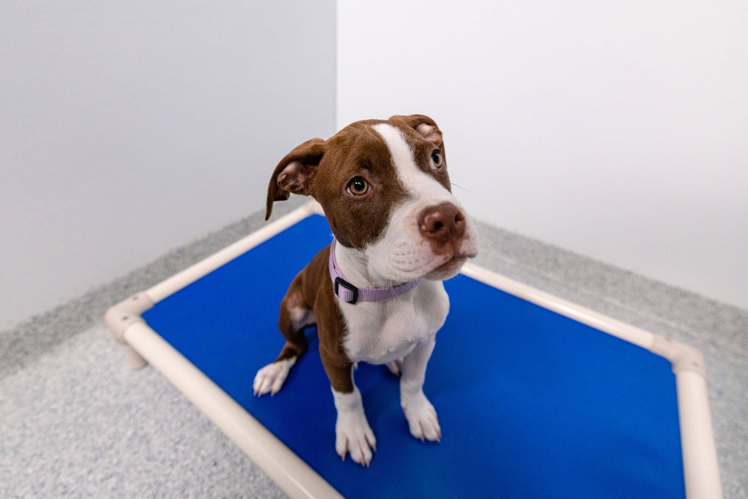 EM_PETFINDER_TAMPA-33.jpg
