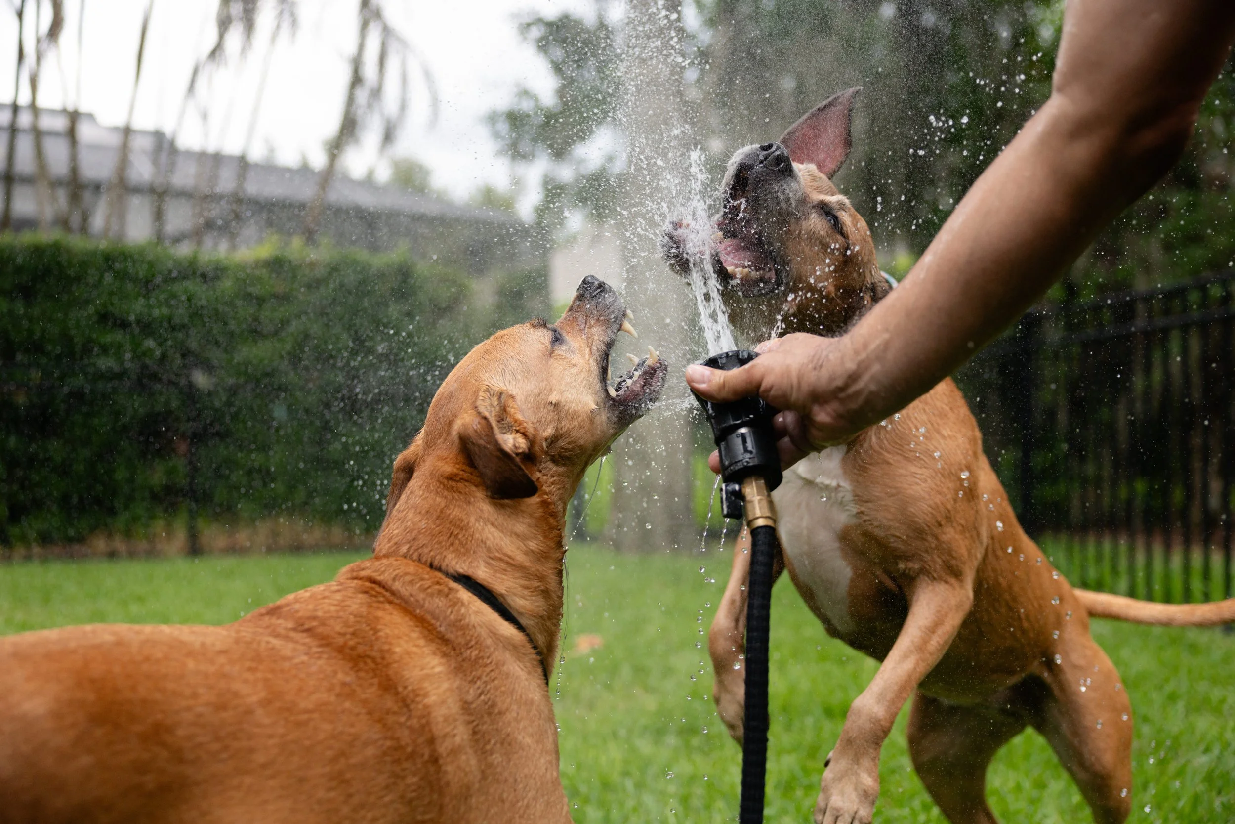 EM_PETFINDER_TAMPA-233.jpg