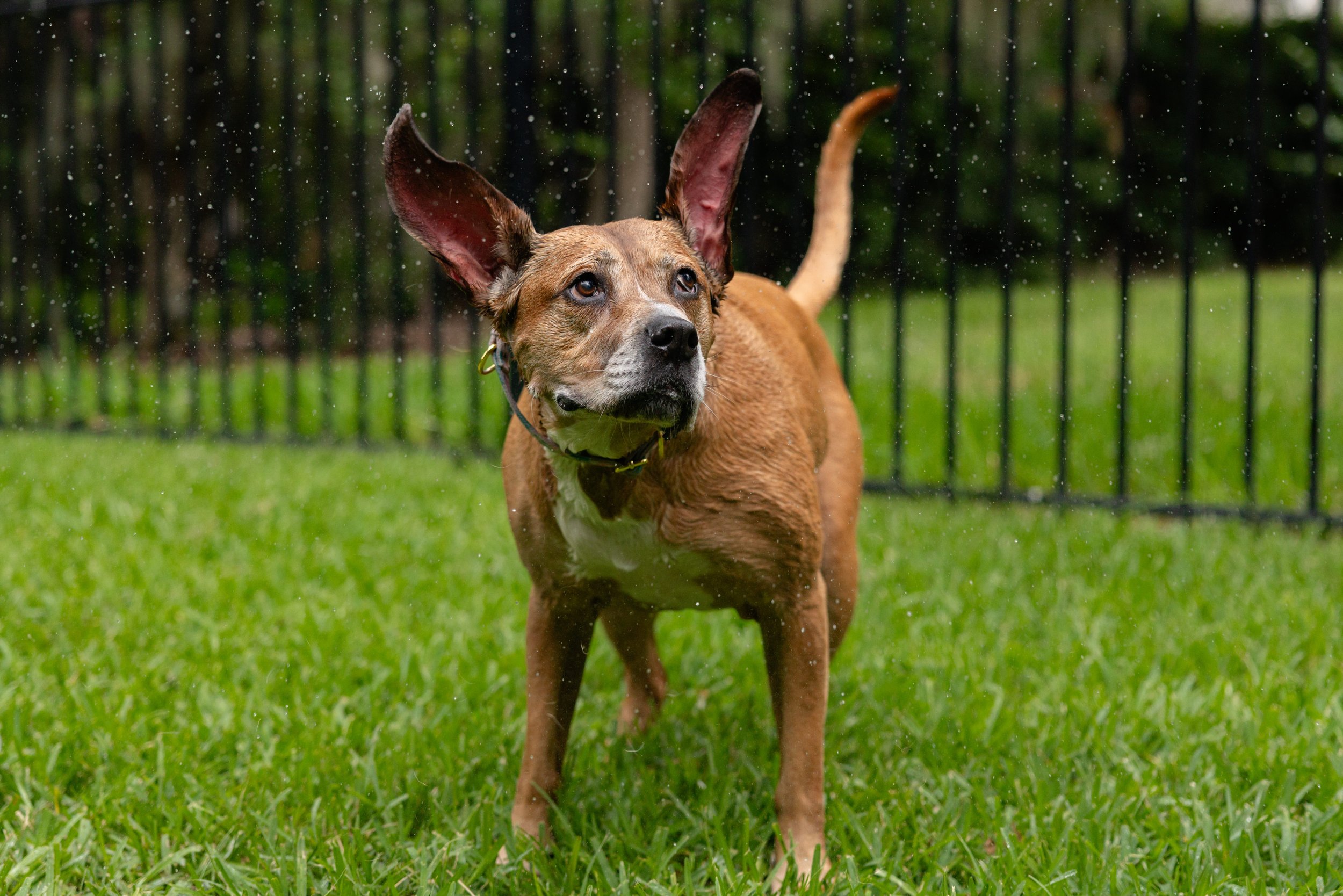 EM_PETFINDER_TAMPA-234.jpg