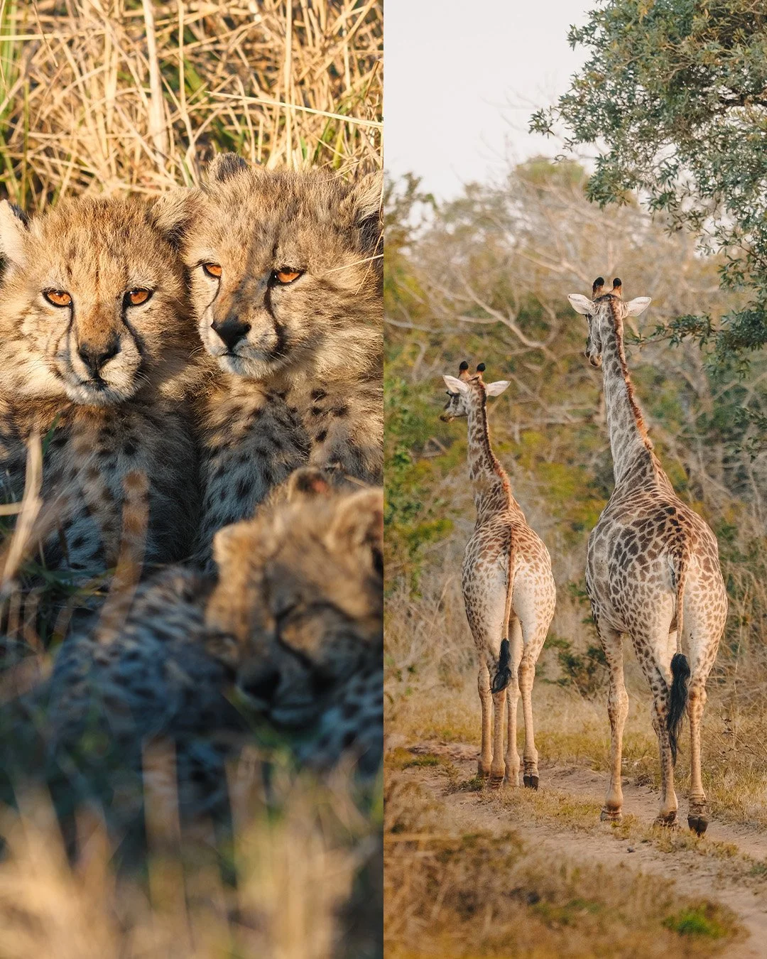 Artboard 4 copy 14.jpg