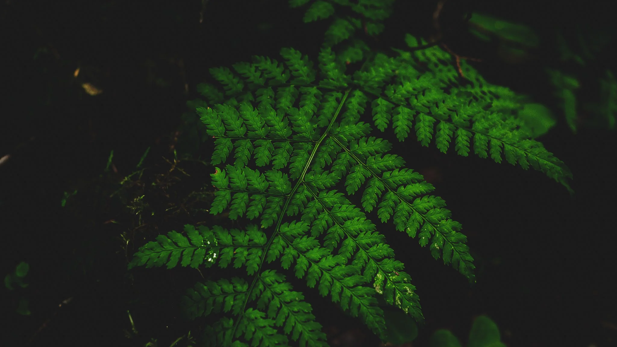 78221524-65C6-40D7-8CC4-5DC46B4A069D-3340-000003EF49AB11D5.jpg