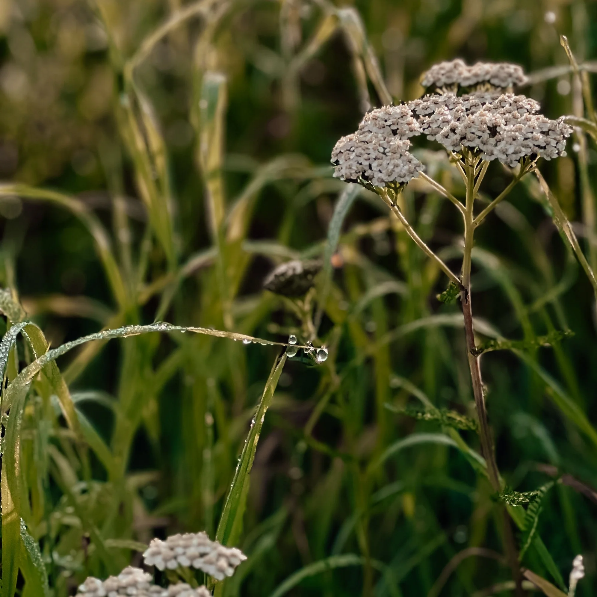 Triggers og glimmers ~ en miniguide til selvregulering