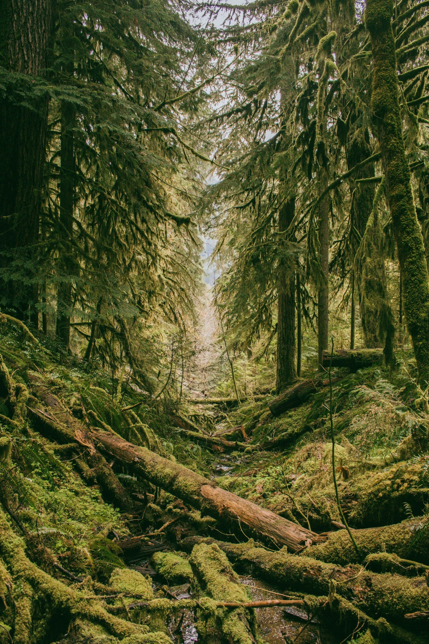 Image of dark green pine trees on a misty day. The trees are clear at the front of the image and become blurrier and more engulfed in fog farther back in the image.
