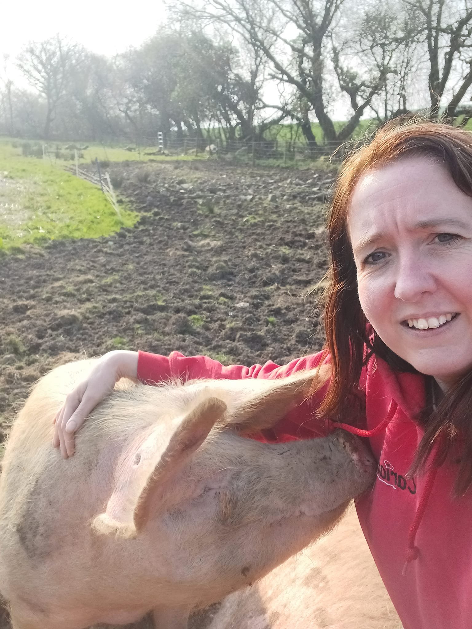 Annie the British Lop pig