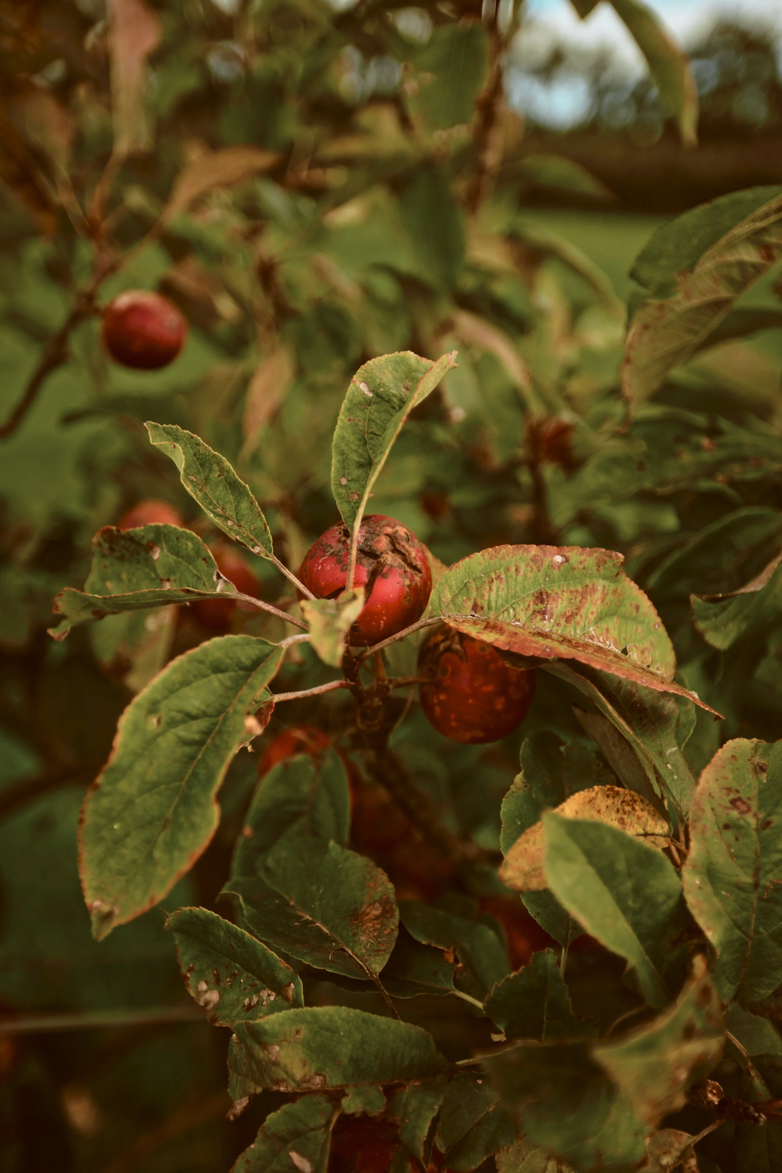 260926 - Charleton Farm - 0031.jpg