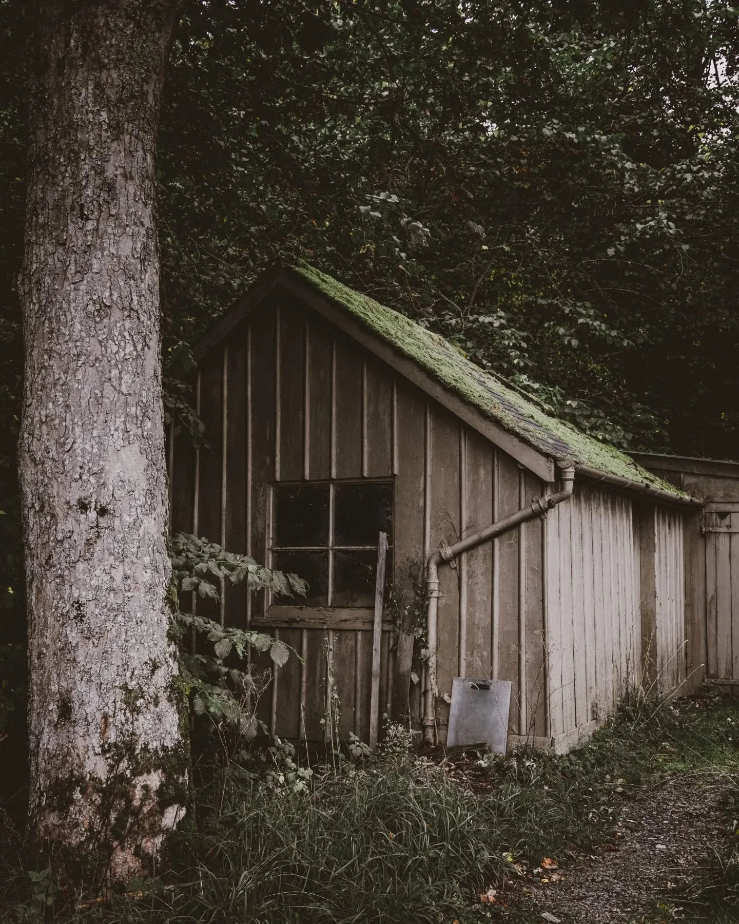 Abandoned Shed close to Balmoral. 🌳🏴󠁧󠁢󠁳󠁣󠁴󠁿

I liked the rustic look and the colours of the surroundings. It's like time suddenly stopped but nature didn't.

#Outdoors #Abandoned #House #Darkness #Building #Nature #Derelict #shed #neutralcolou