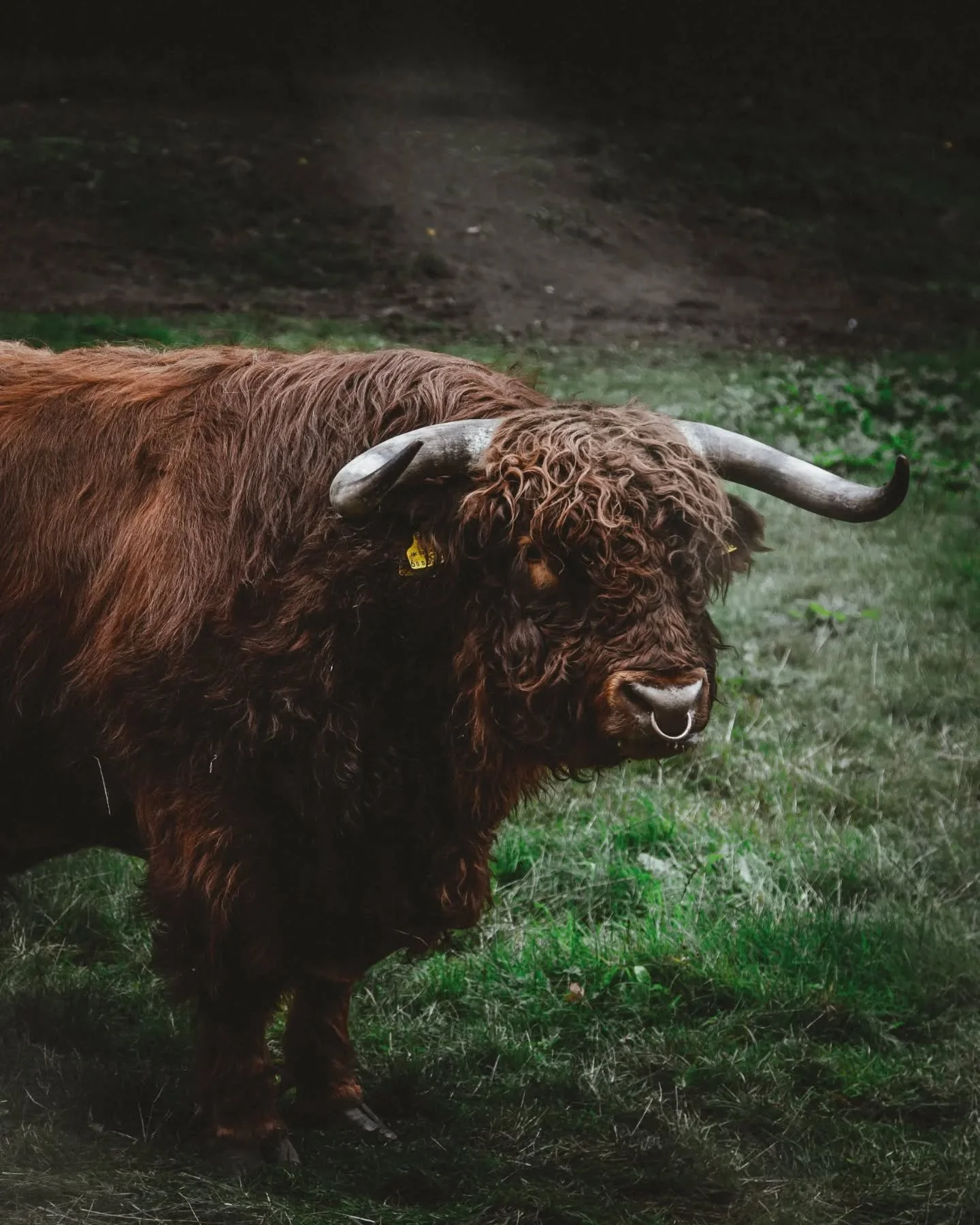 Dreich day and a Highland Coo. 🐮🏴󠁧󠁢󠁳󠁣󠁴󠁿

#Horned #Nature #OneAnimal #Cattle #Outdoors #highland_cow #HighlandCattle #Scottish #Scotland #cow #canonEosR #Canon #EosR #Autumn #cold #green #trees #leaves_in_fall #rainy #home #photography #scotti