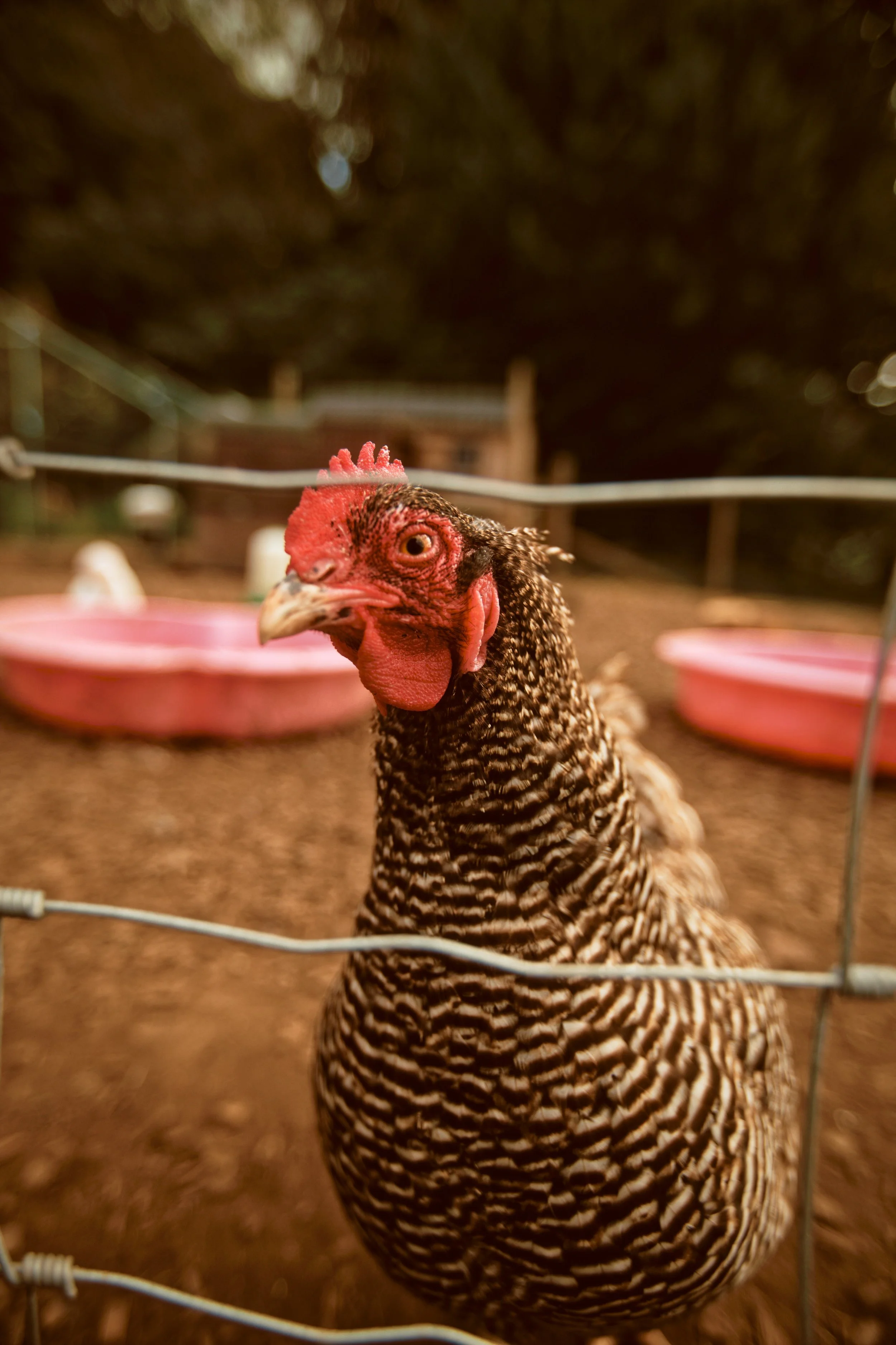 260926 - Charleton Farm - 0186.jpg
