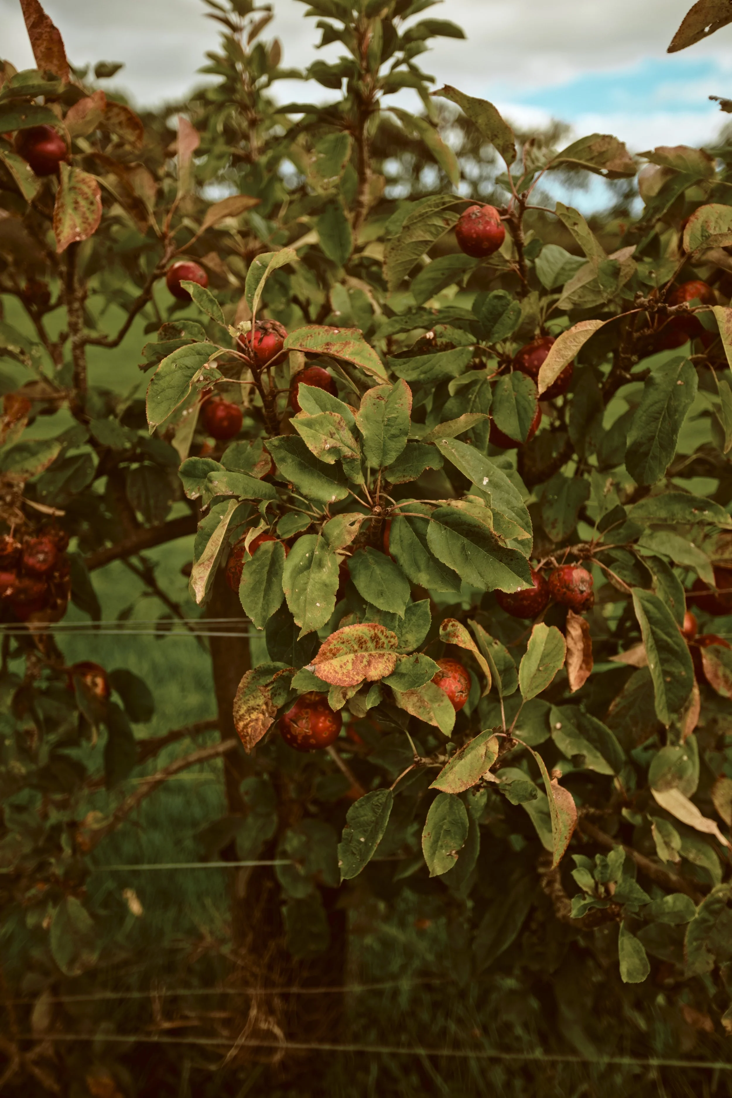 260926 - Charleton Farm - 0032.jpg