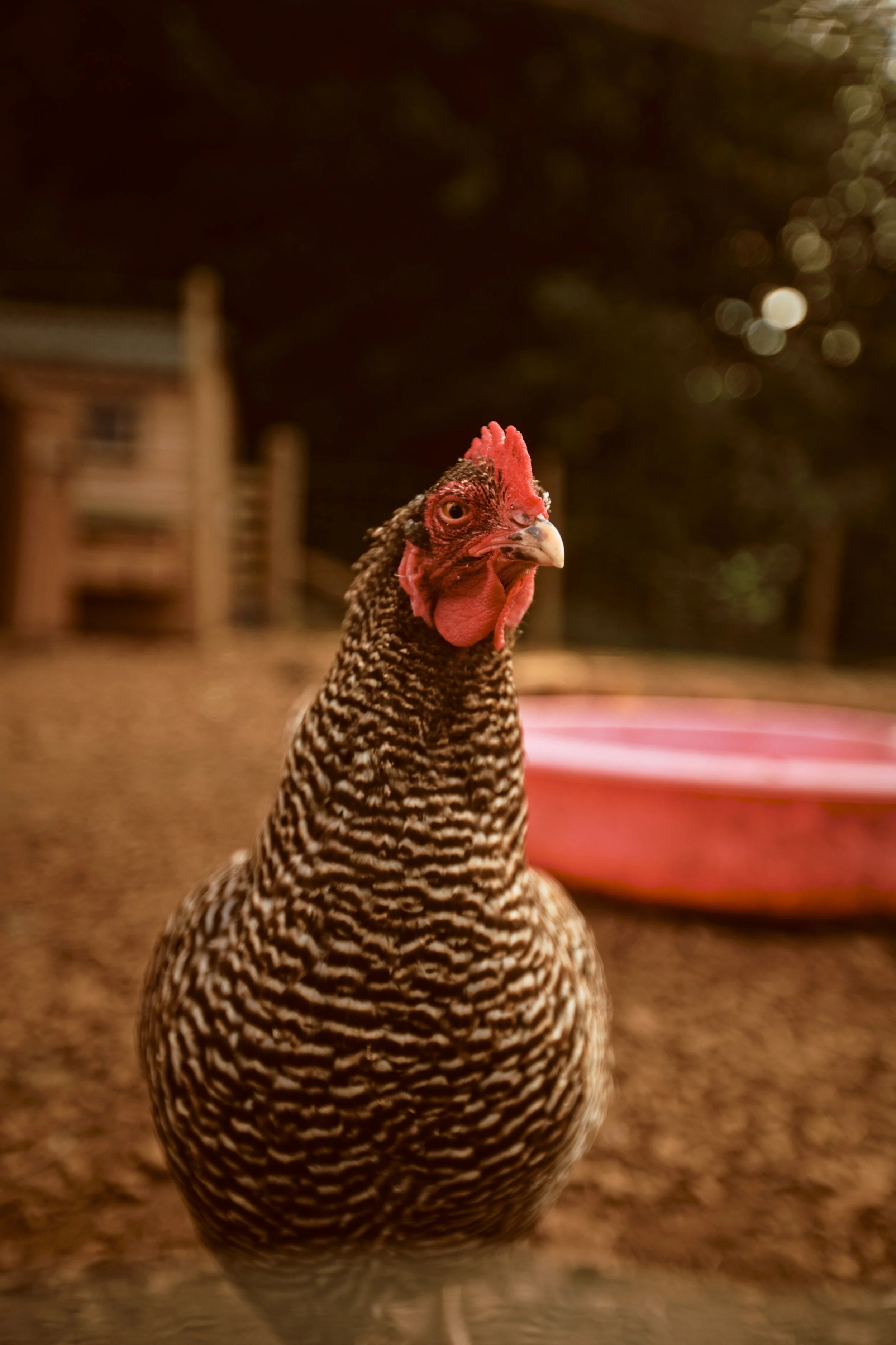 260926 - Charleton Farm - 0184.jpg