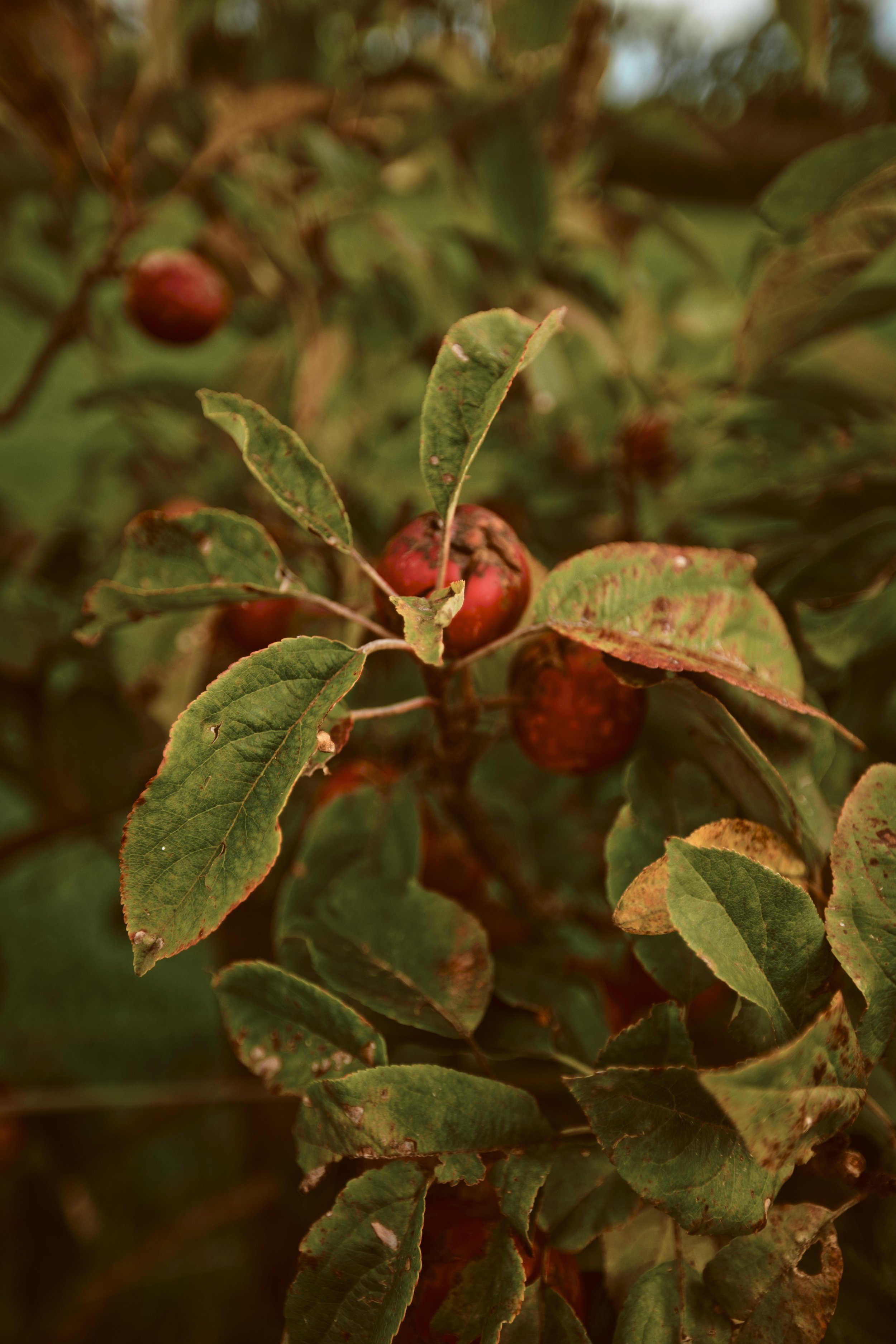 260926 - Charleton Farm - 0034.jpg