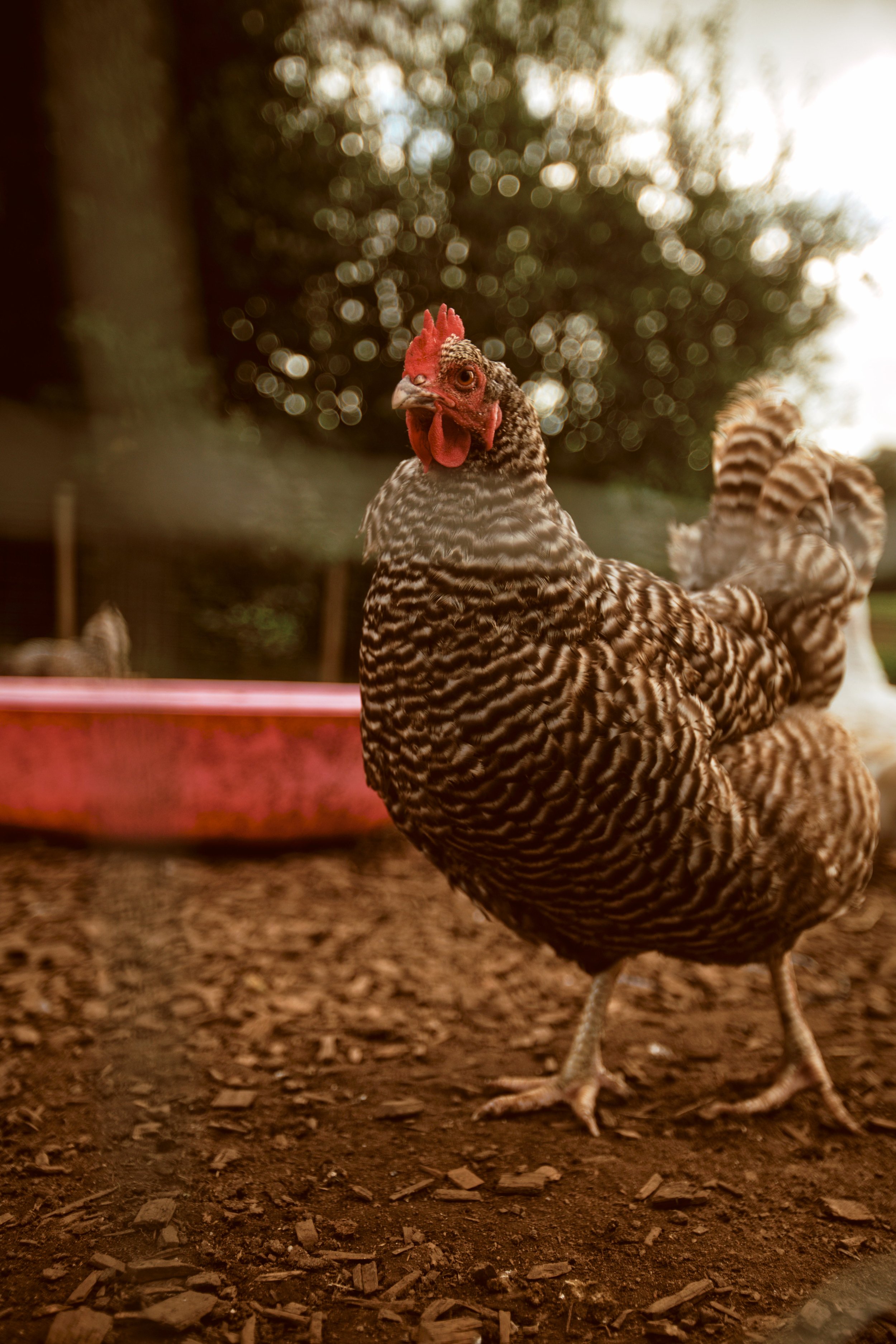 260926 - Charleton Farm - 0178.jpg