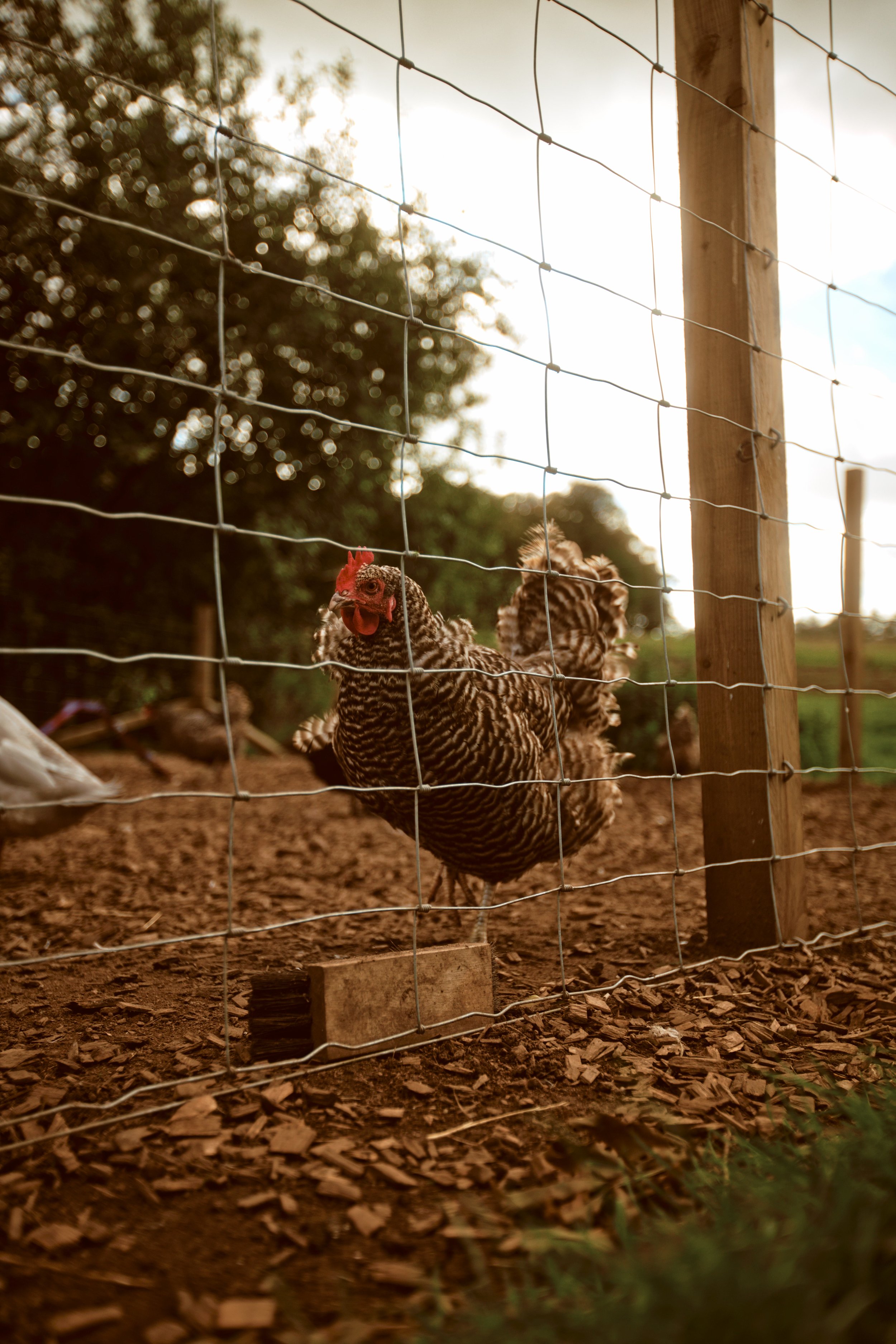 260926 - Charleton Farm - 0177.jpg