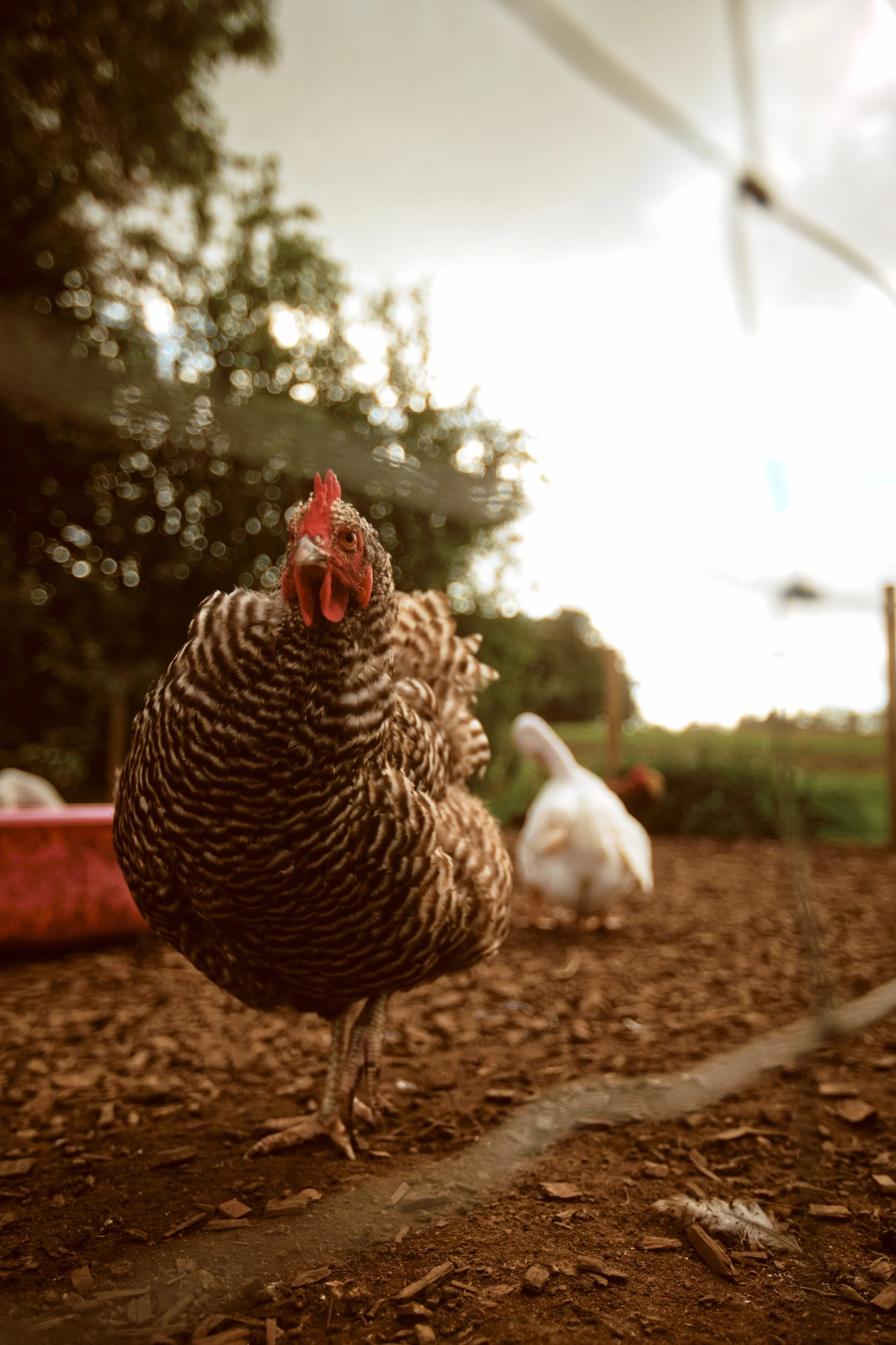 260926 - Charleton Farm - 0181.jpg