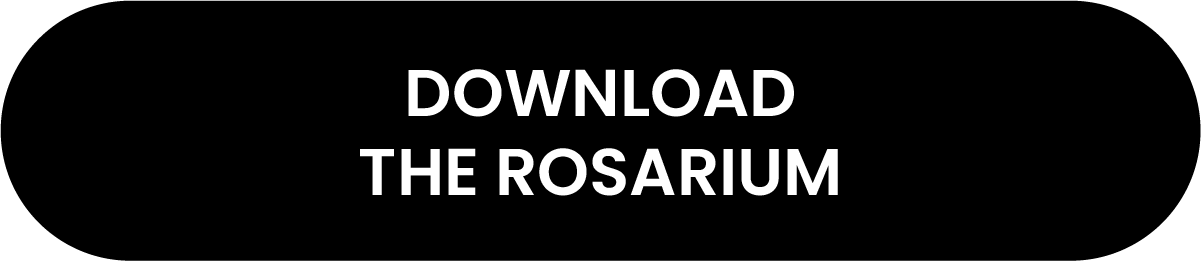 The Rose 더로즈 - [DUAL] Merchandise Release Schedule ▶︎ DUAL Vinyl The  Rosarium Premium Black Rose Presale 11.08.23 - 8 a.m. PT General Presale  11.10.23 - 8 a.m. PT ▶︎ Rosebuds Plushies