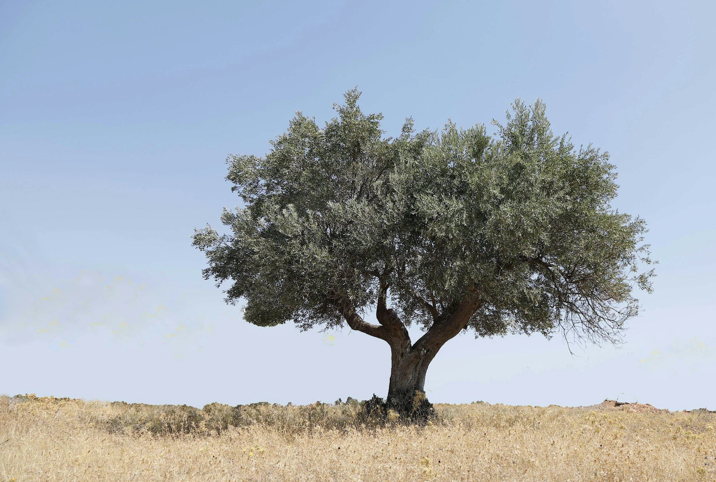 The Olive Tree