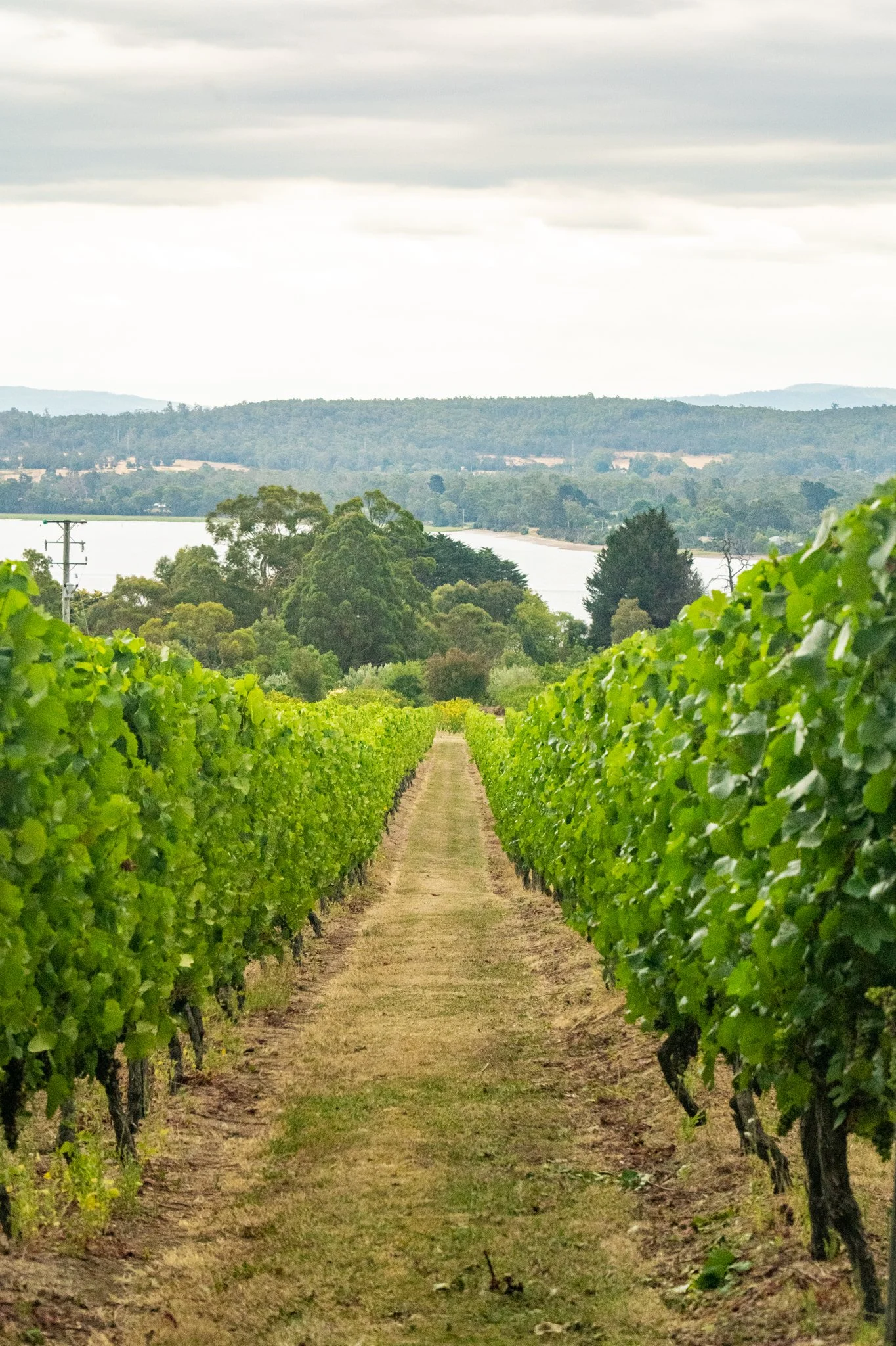 Hinton Bay Vineyard Tamar Valley, Tasmania