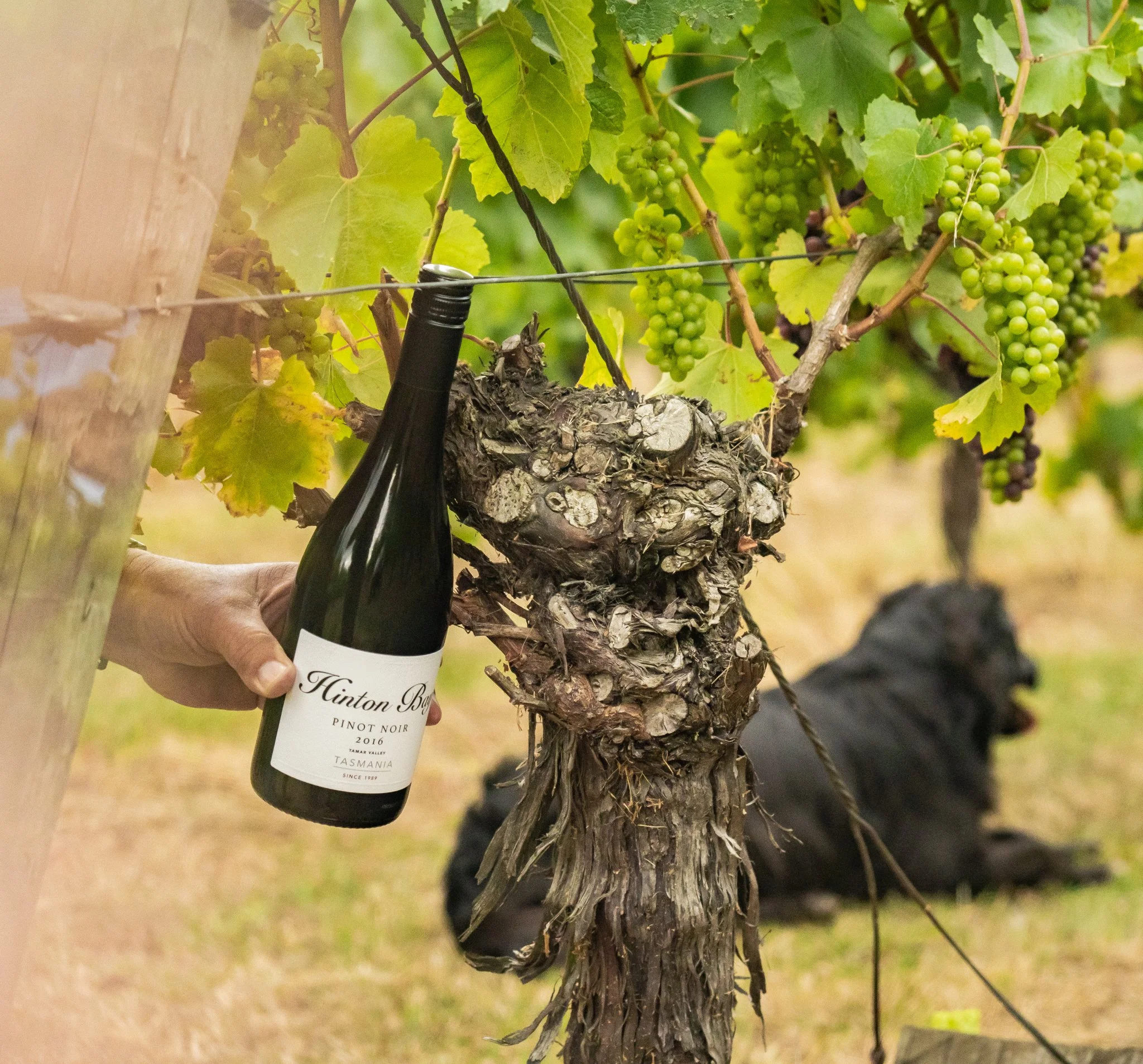 Hinton Bay Vineyard Tamar Valley, Tasmania