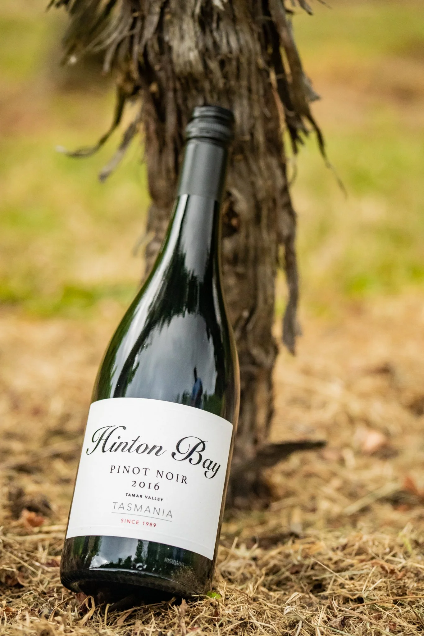 Hinton Bay Vineyard Tamar Valley, Tasmania