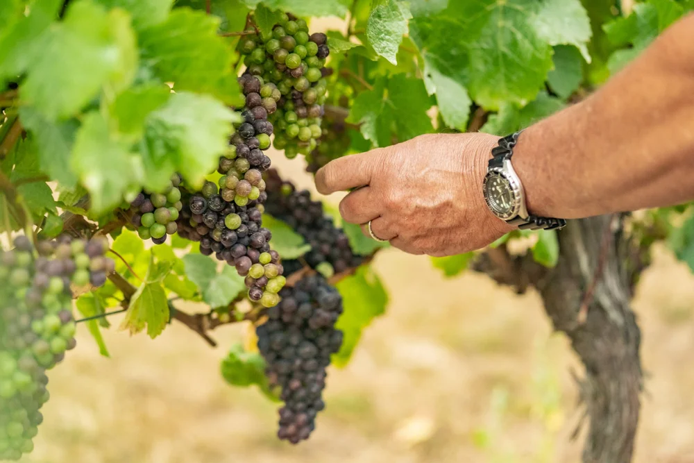 Discover Hinton Bay Vineyard — Hinton Bay Vineyard