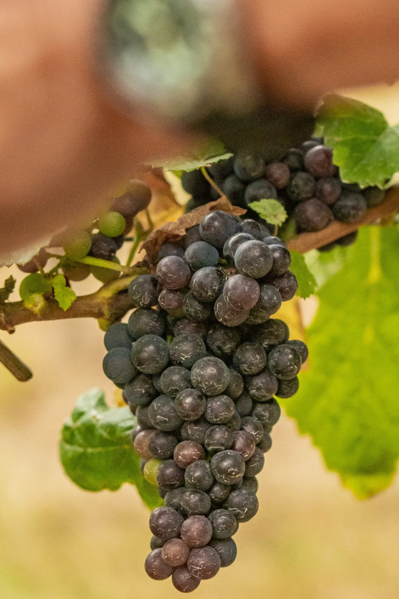 Hinton Bay Vineyard Tamar Valley, Tasmania