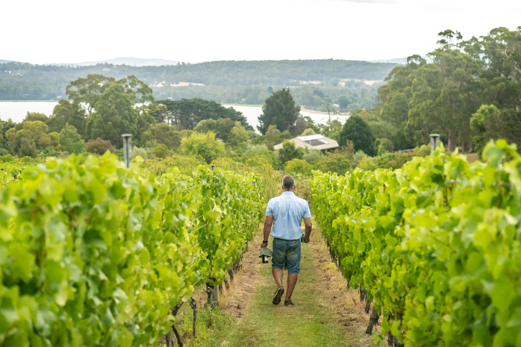 Hinton Bay Vineyard Tamar Valley, Tasmania
