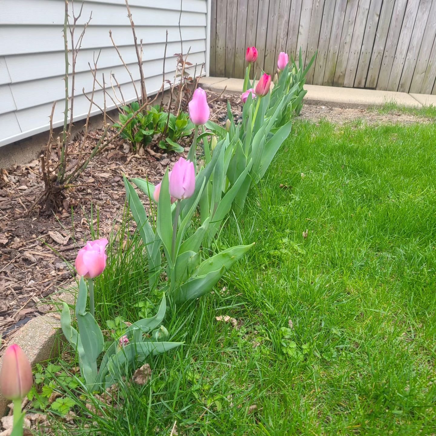 Garden update! The tulips and daffodil bulbs I planted last fall have done amazingly well, we remulched our front beds (back bed pending) and I finally figured out how to arrange the plants in my office planter (that's cat grass at the bottom for Yun