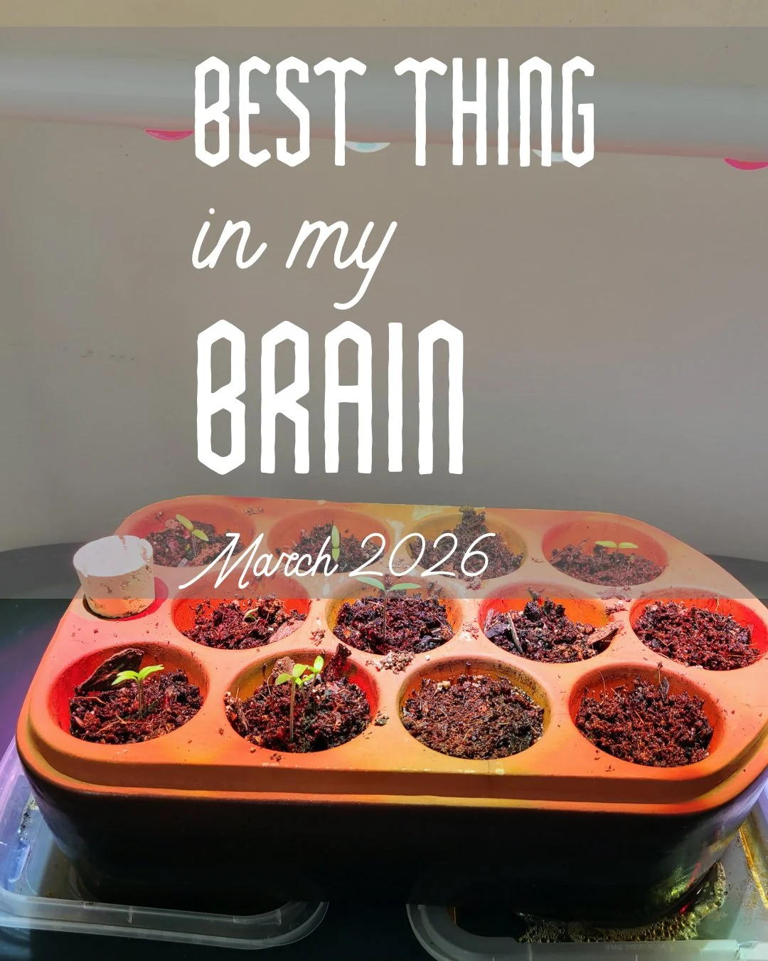 It's not spring yet in Chicago but we can start at least thinking about outdoor gardening! This month's Best Things in my Brain post features my new favorite seed starting pot, a lovely tribute to one of my former local yarn shops, and a pre-order fo