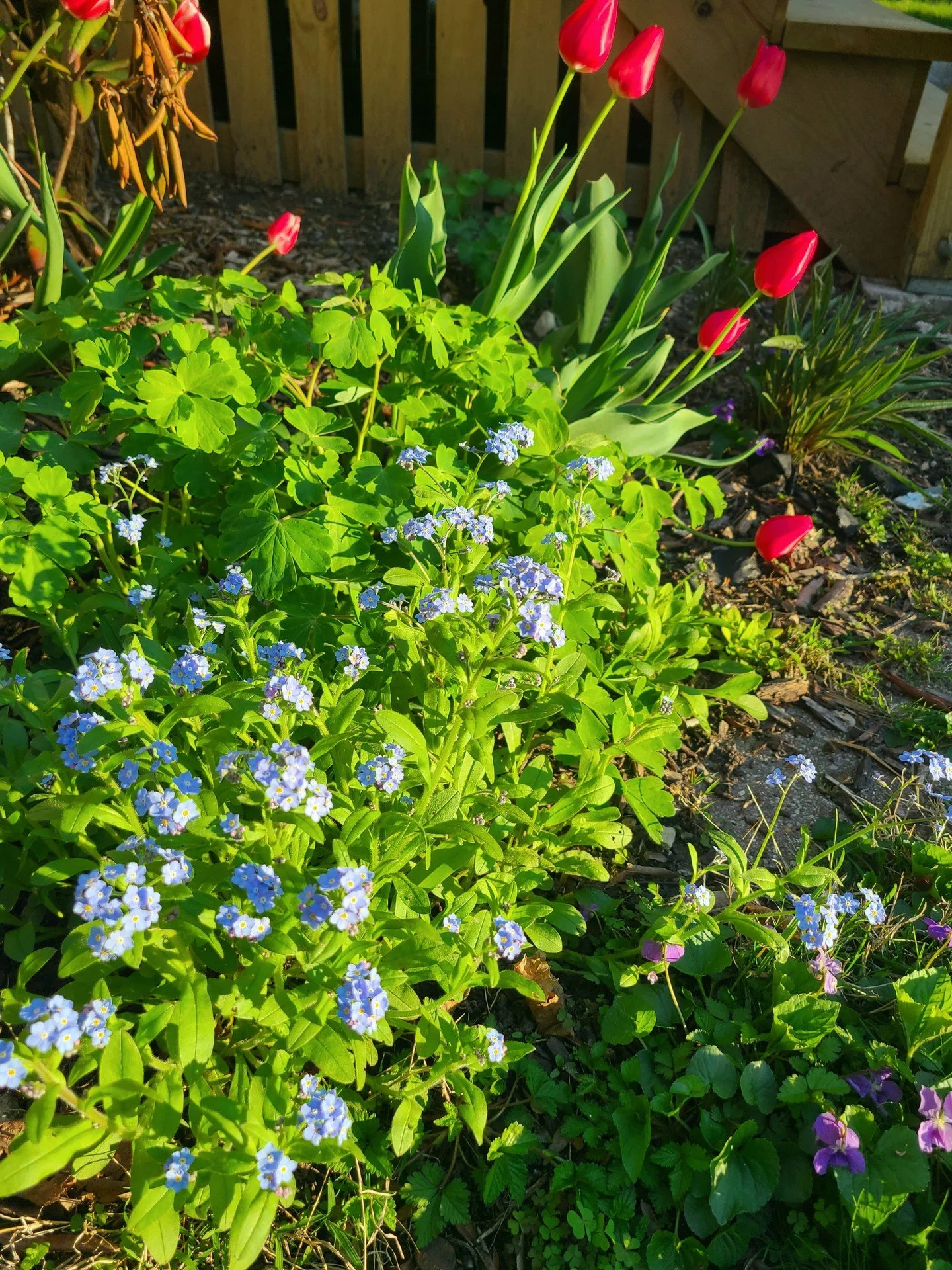 Garden Update! The record rainy spring we've had here in Chicago following the very cold winter has really kickstarted the early bloomers. We're about to start a big upgrade for the bed on this side and still need to paint the porch we had rebuilt la