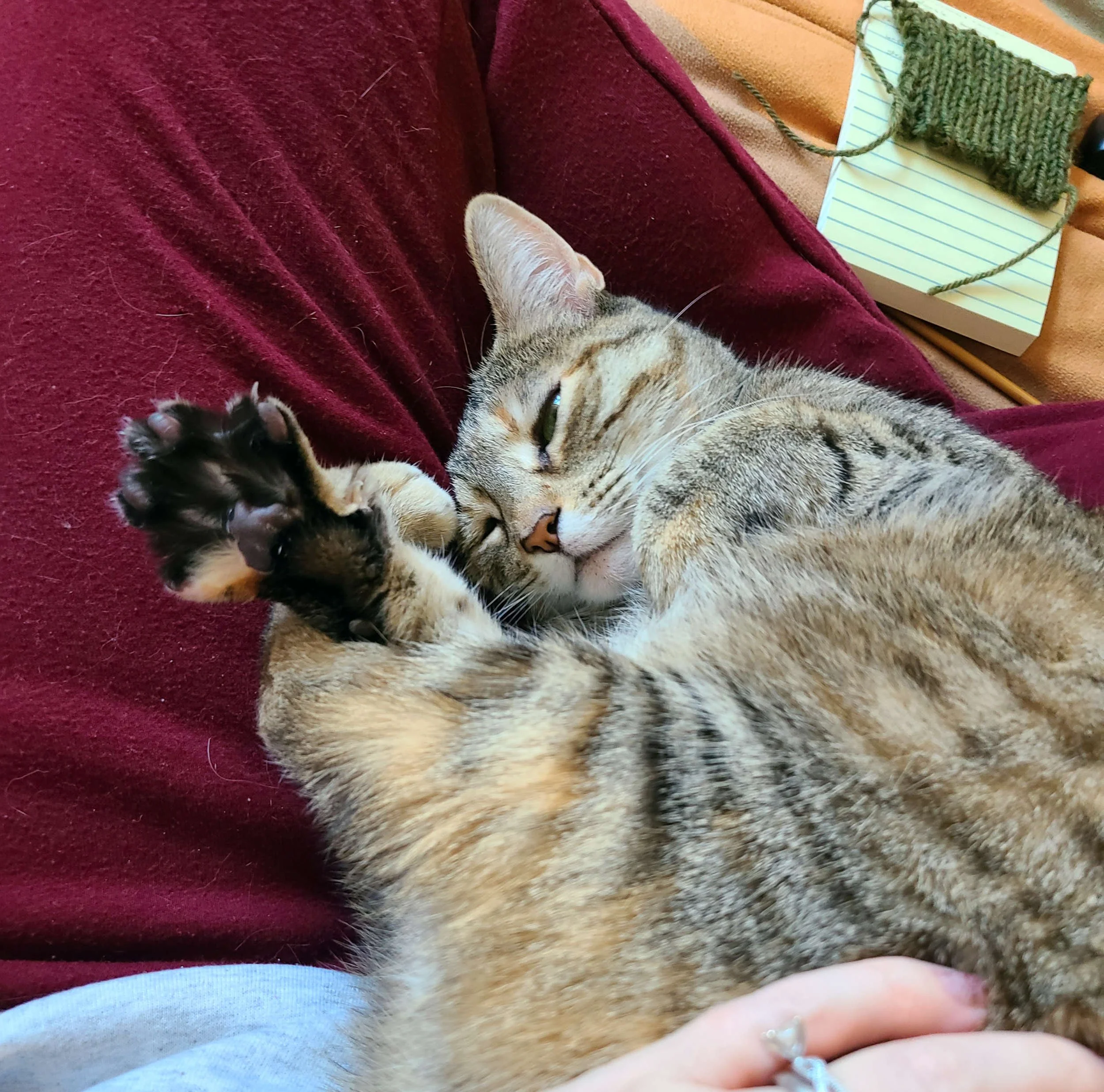 photo of a small tabby cat curled up happily in the lap of her person