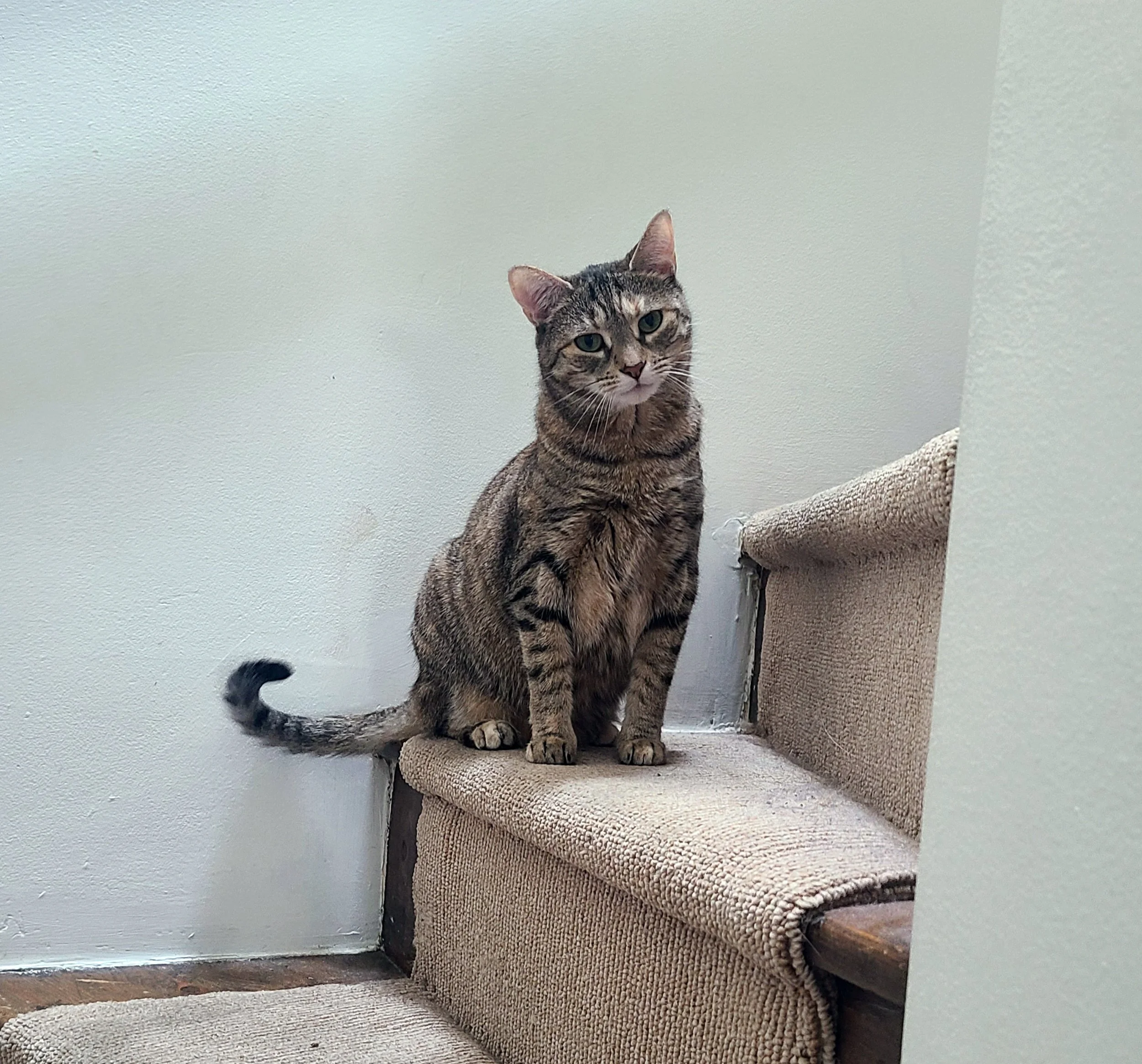 Photo of an adorable tabby cat perched on a flight of stairs.