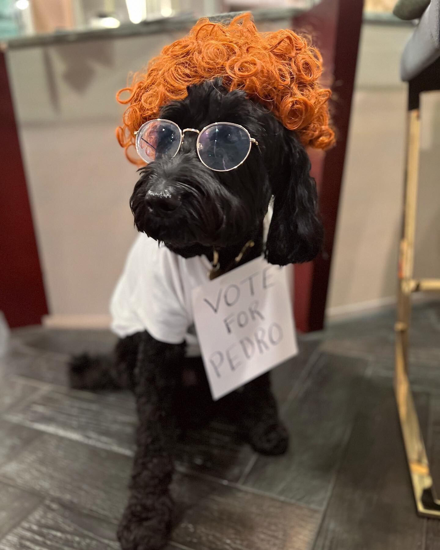 What are you going to do today, Napoleon?

- Whatever I feel like, GOSH! 

#halloween #halloweencostume #halloween2022 #dogcostumes #goldendoodle #goldendoodlesofinstagram #blackgoldendoodle #napoleondynamite #gosh #voteforpedro #dogmodel